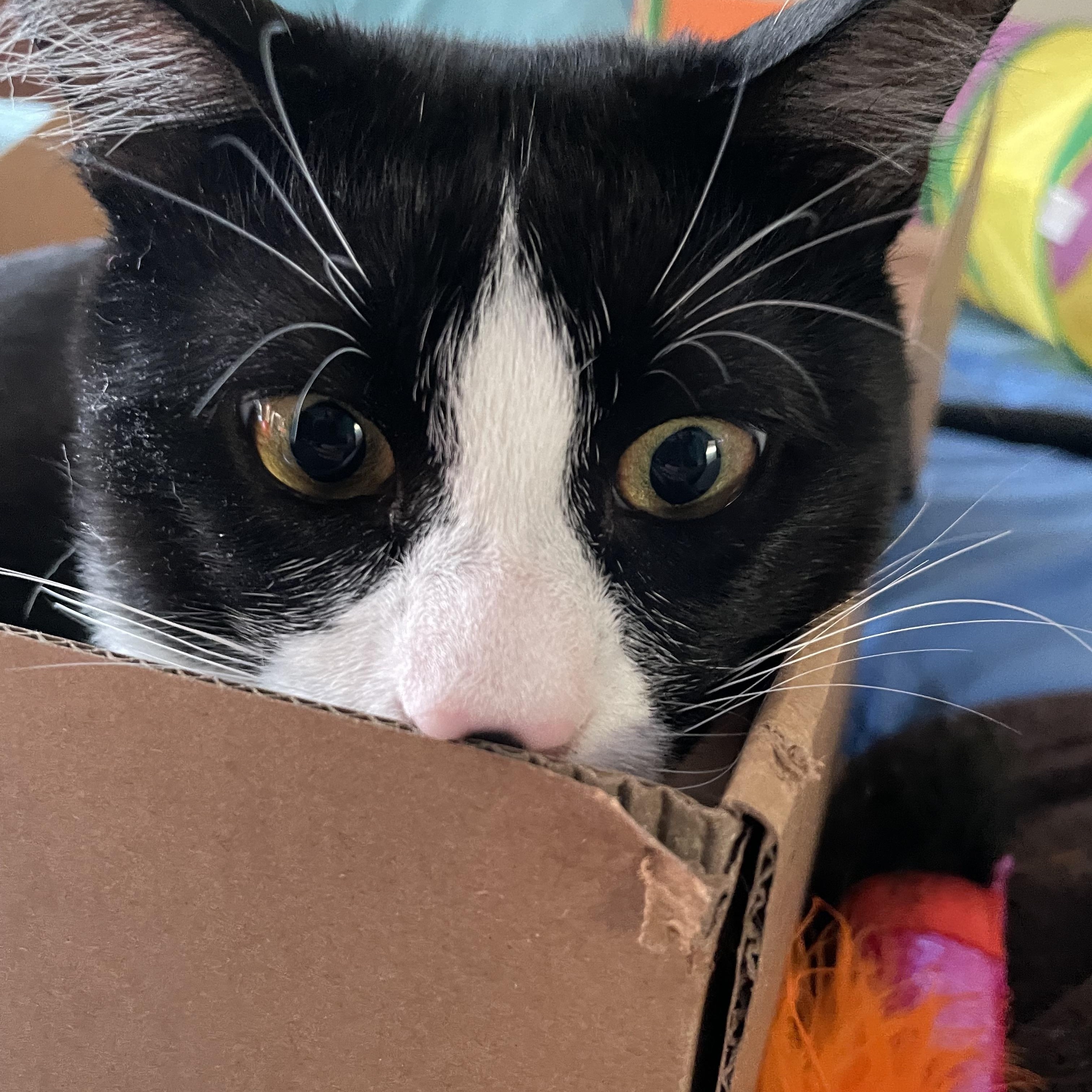 Bug, a Adoptable Domestic Short Hair in Wildomar, CA image 5/5