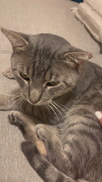 Enlarge Angel, a Adopted Domestic Short Hair in brooklyn, NY video 5/9