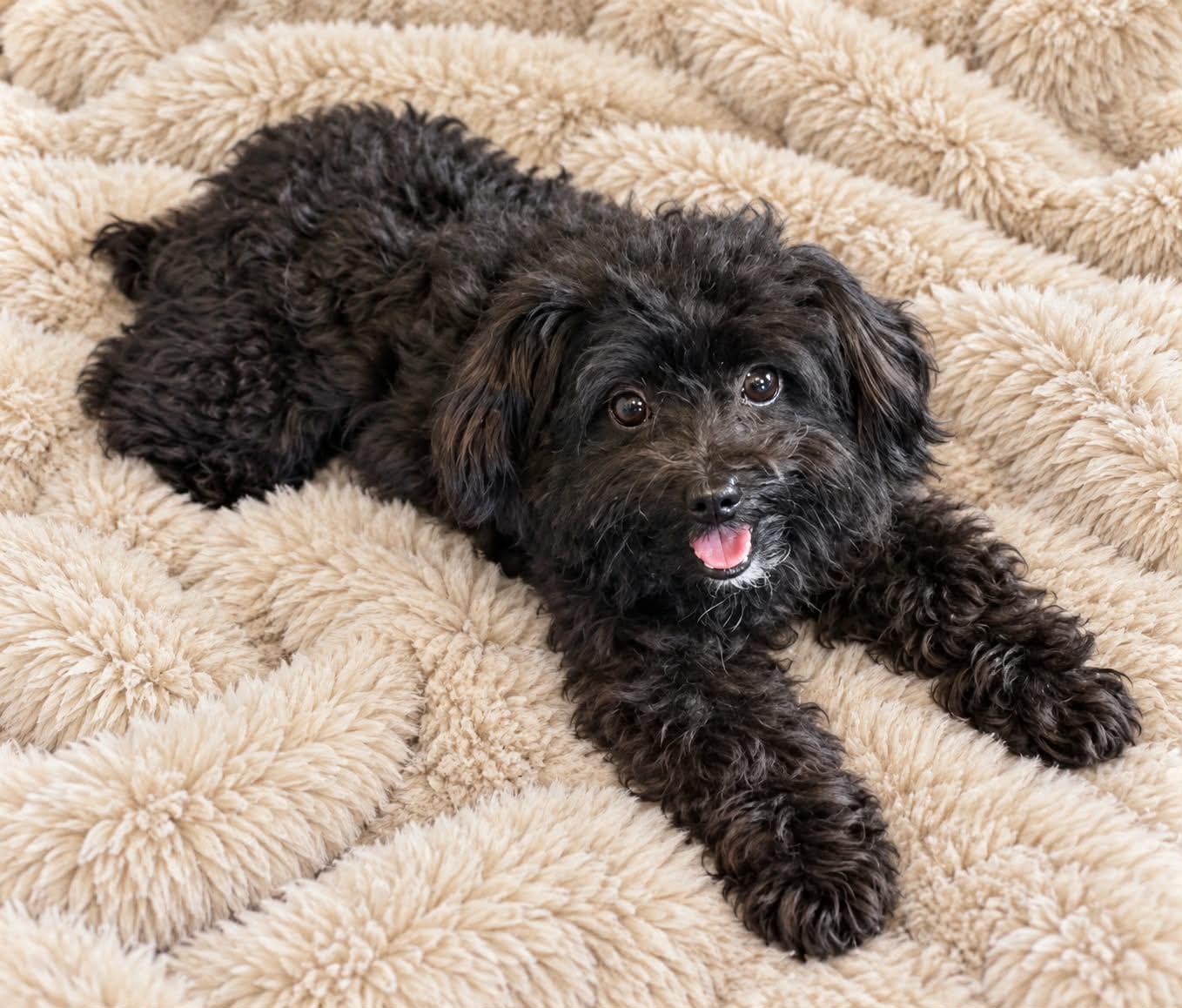 PeeWee, Adopted, Young Male Yorkshire Terrier.