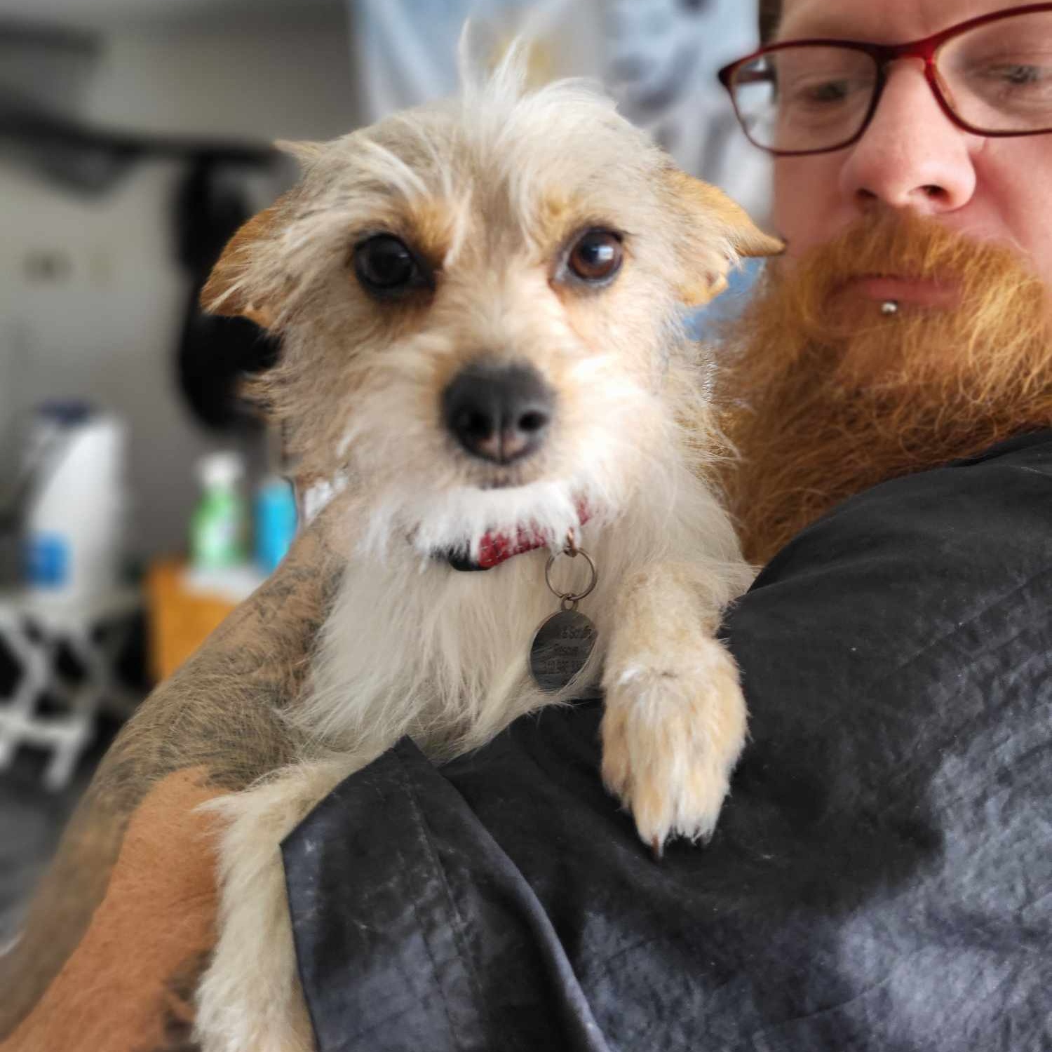 Enlarge DAISY MAE CORONA, a Adopted mixed breed in Cathedral City, CA image 1/5