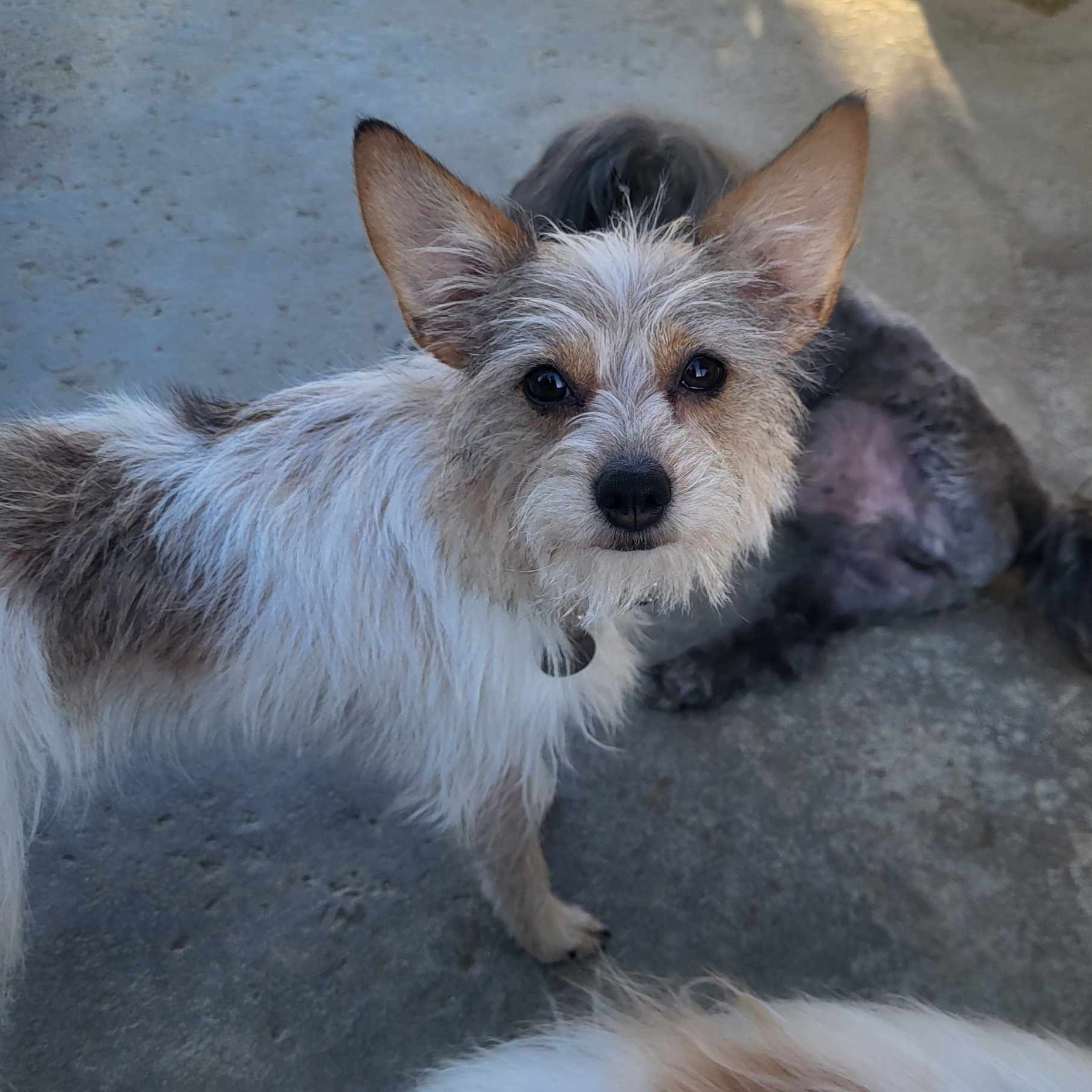 DAISY MAE CORONA, Adopted, Young Female Miniature Poodle & Terrier.