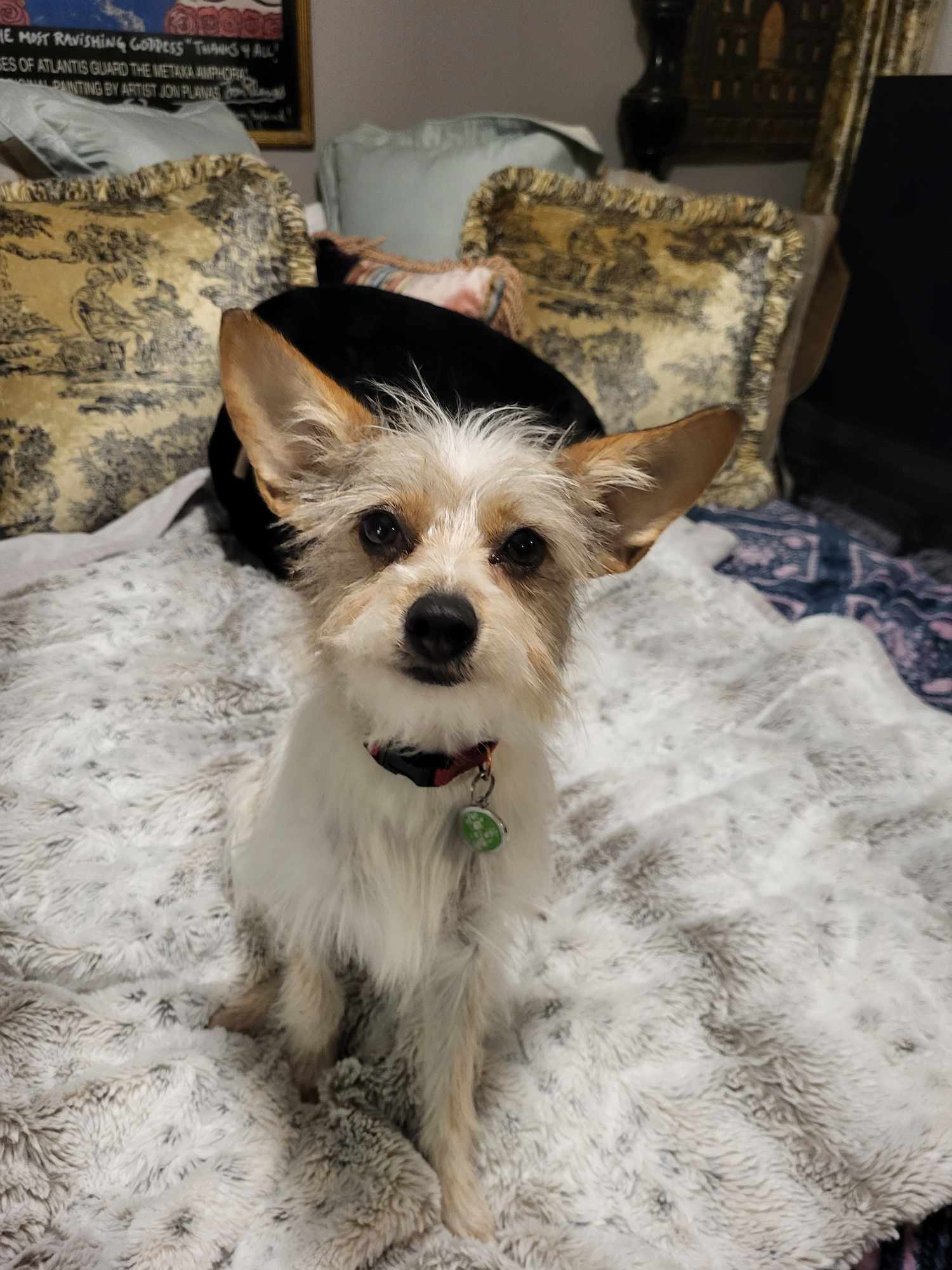 Enlarge DAISY MAE CORONA, a Adopted mixed breed in Cathedral City, CA image 5/5