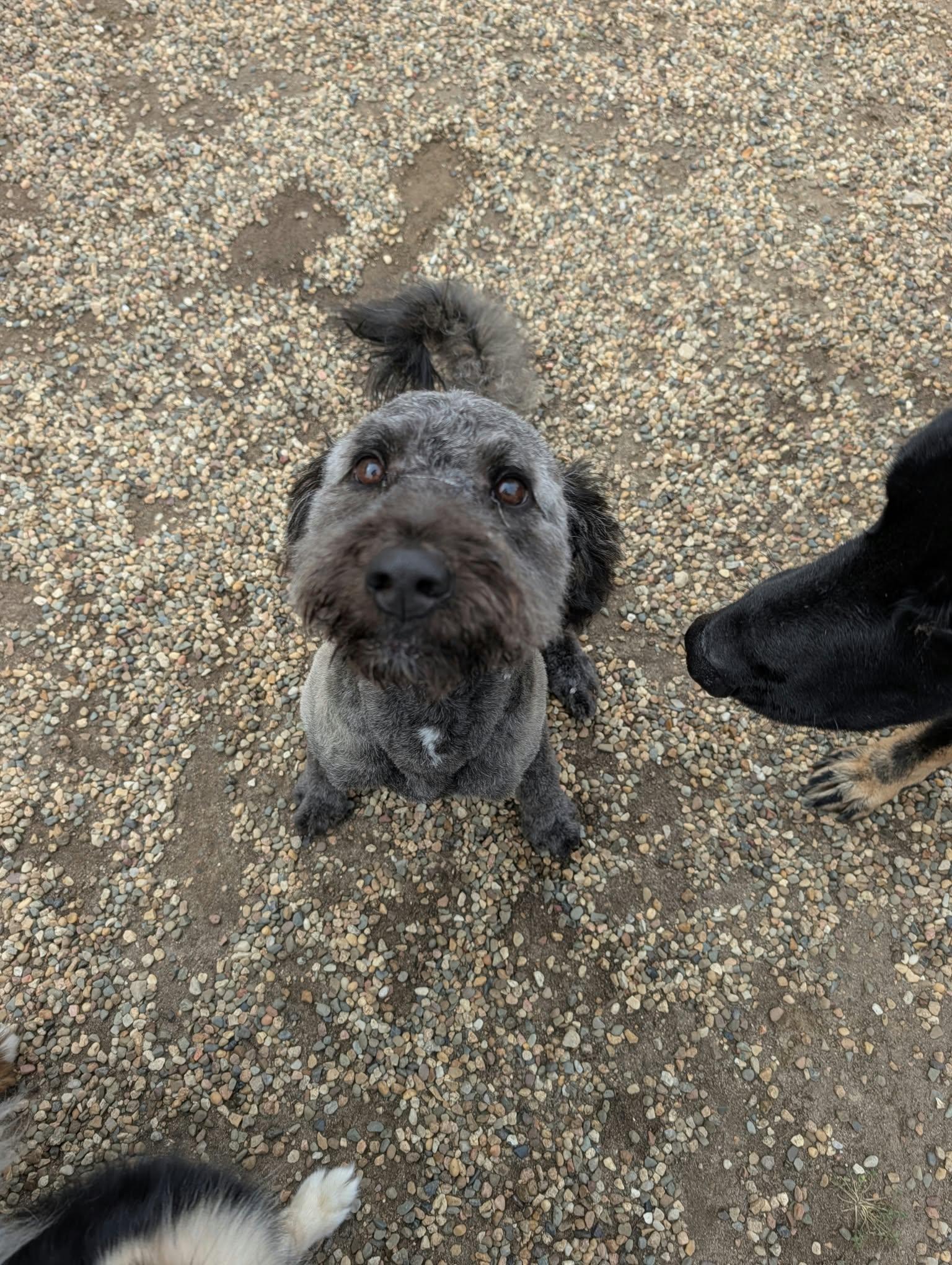 Enlarge Hobbs ADOPTED, a Adoptable Aussiedoodle in Waverly, IA image 5/5