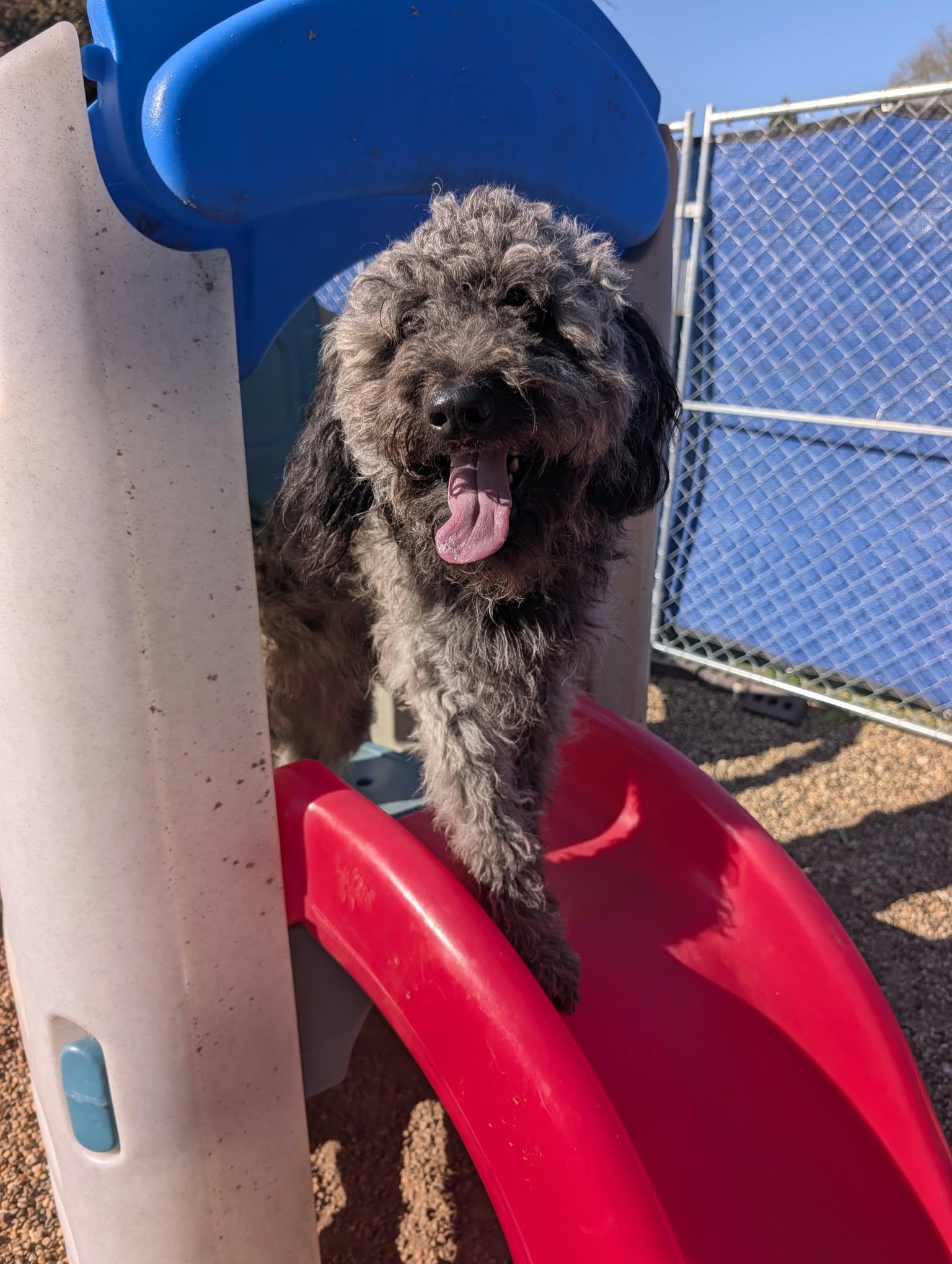 Enlarge Hobbs ADOPTED, a Adoptable Aussiedoodle in Waverly, IA image 2/5