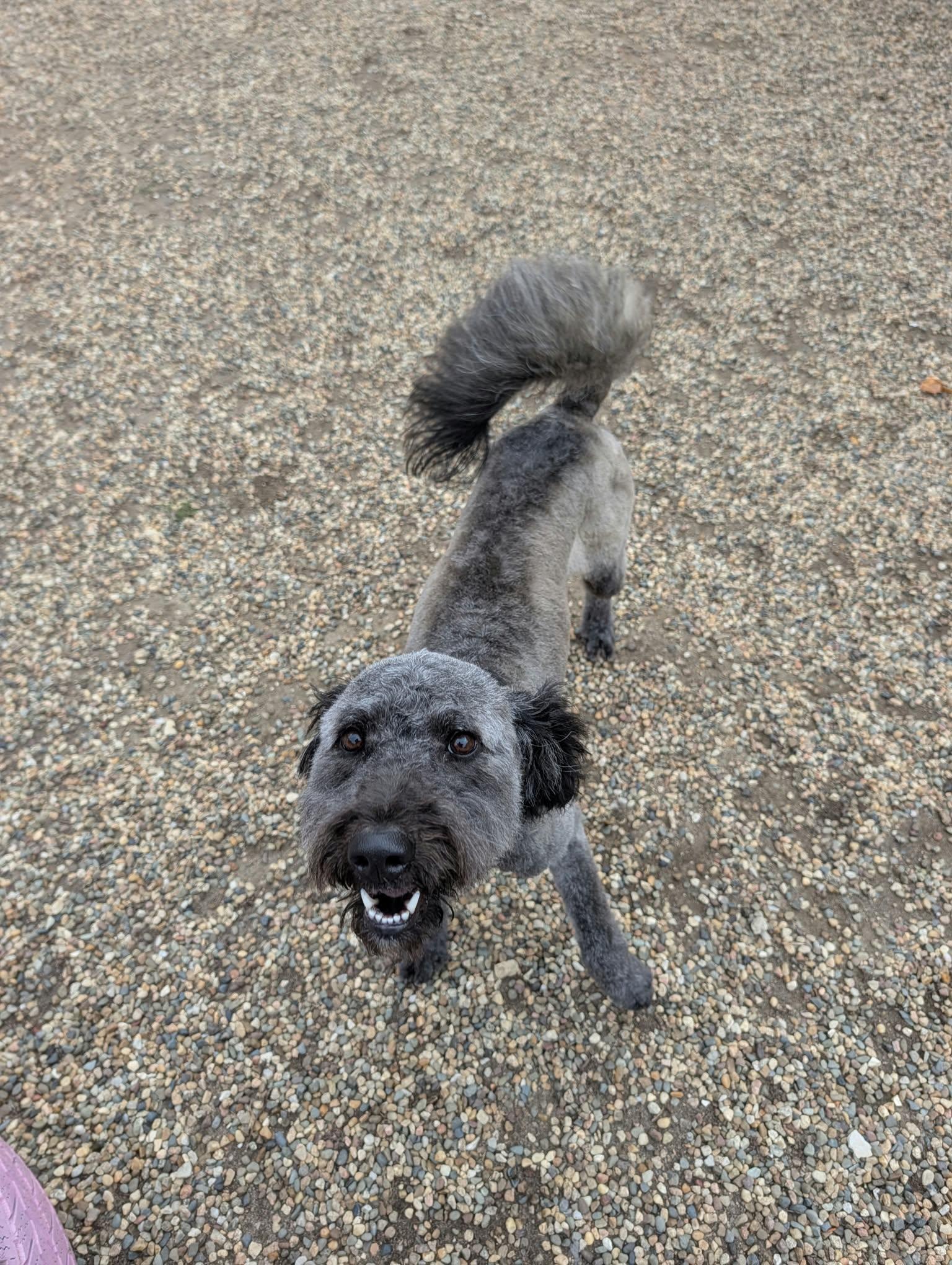 Enlarge Hobbs ADOPTED, a Adoptable Aussiedoodle in Waverly, IA image 4/5