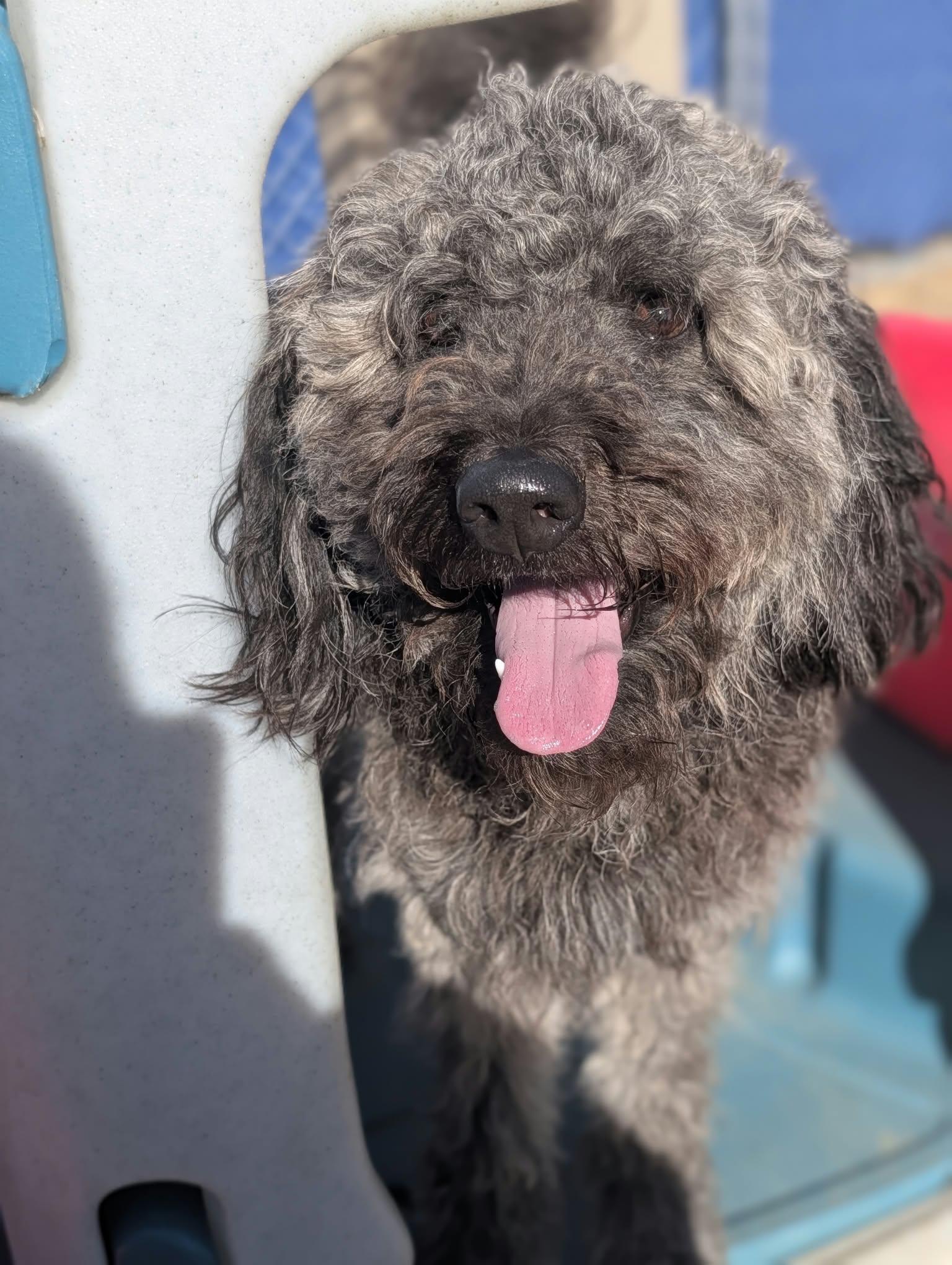 Enlarge Hobbs ADOPTED, a Adoptable Aussiedoodle in Waverly, IA image 3/5