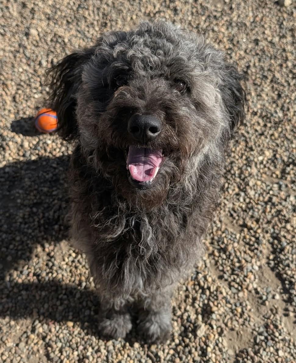 Hobbs ADOPTED, Adoptable, Young Male Aussiedoodle.