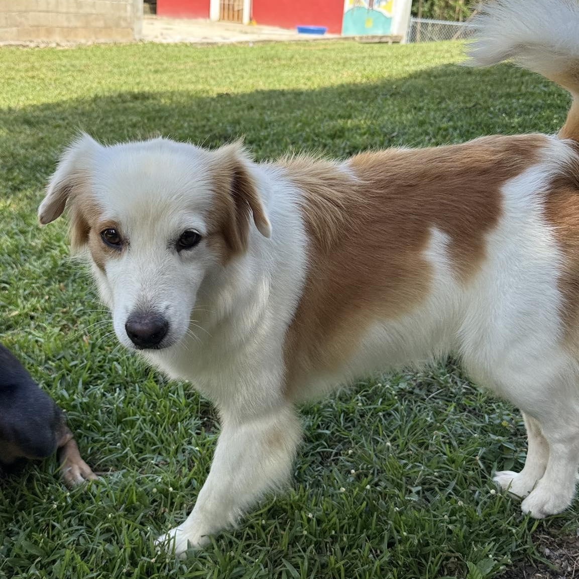Enlarge Arena, an adopted mixed breed in ISABELA, PR image 3/5