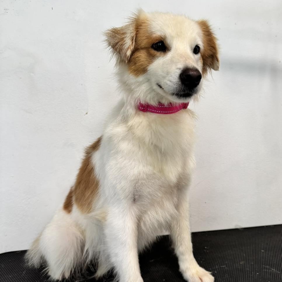 Enlarge Arena, an adopted mixed breed in ISABELA, PR image 5/5