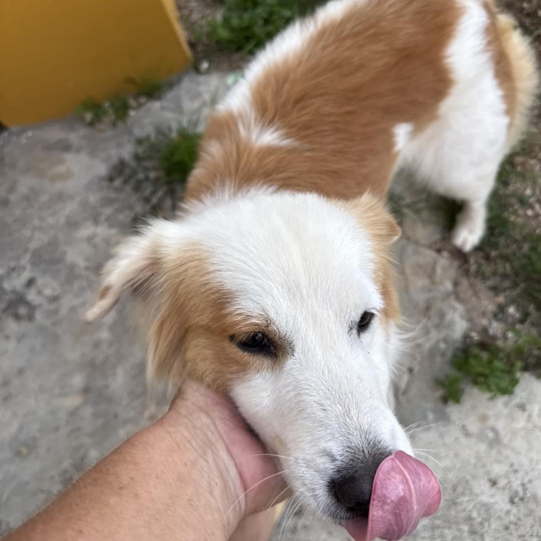 Enlarge Arena, an adopted mixed breed in ISABELA, PR image 4/5