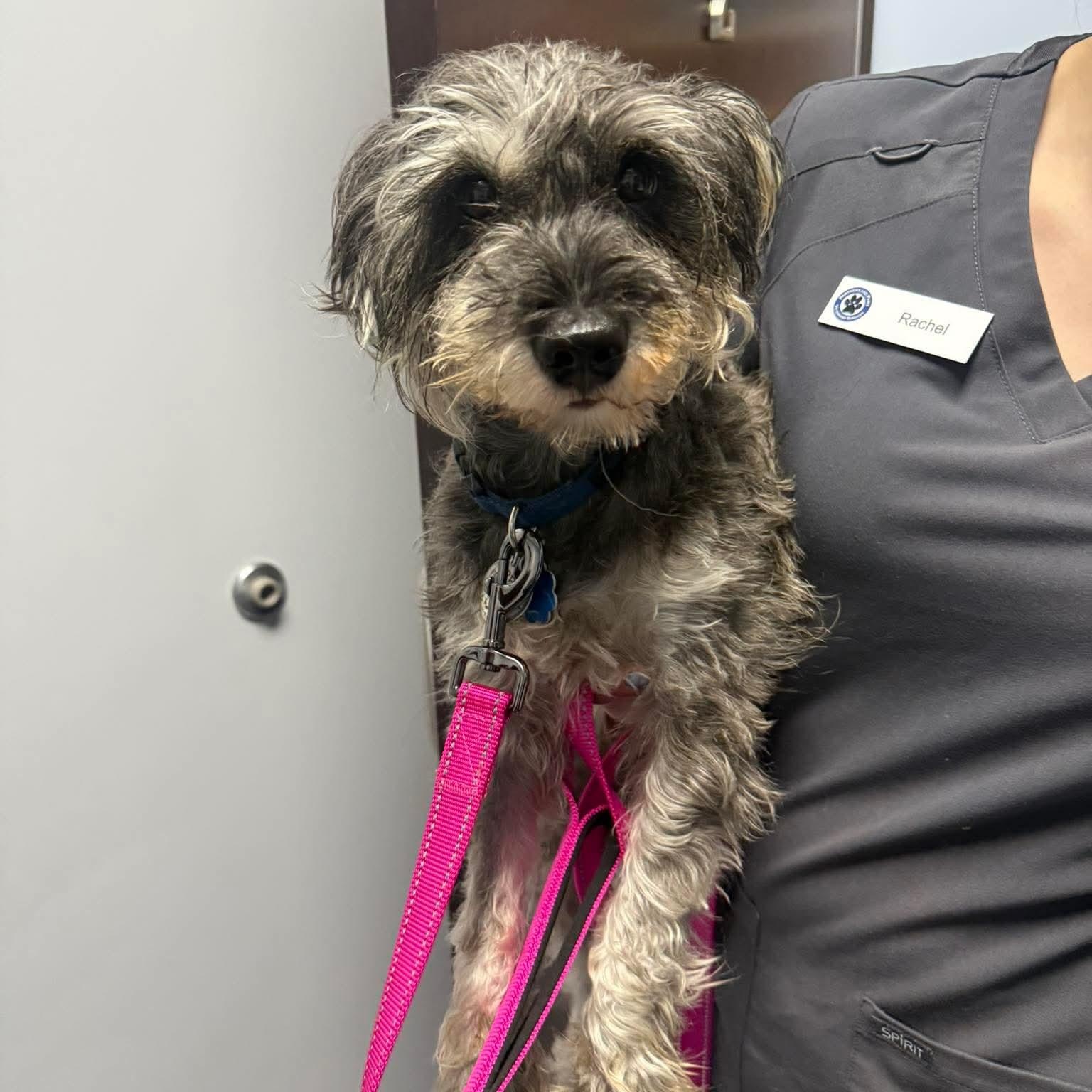 Enlarge Winston: Sponsor me!, a Adoptable Miniature Schnauzer in Homer Glen, IL image 4/6