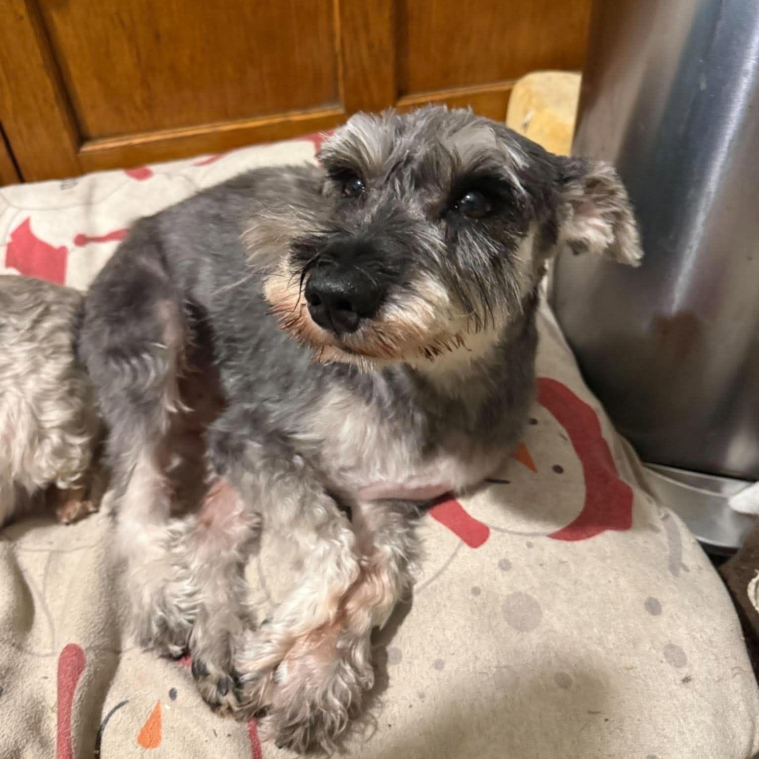 Enlarge Winston: Sponsor me!, a Adoptable Miniature Schnauzer in Homer Glen, IL image 2/6