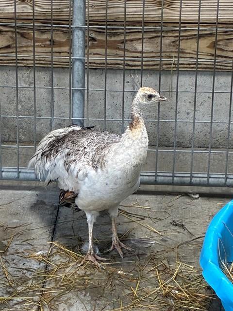 DAISY, Adoptable, Young Female Peacock / Peafowl.