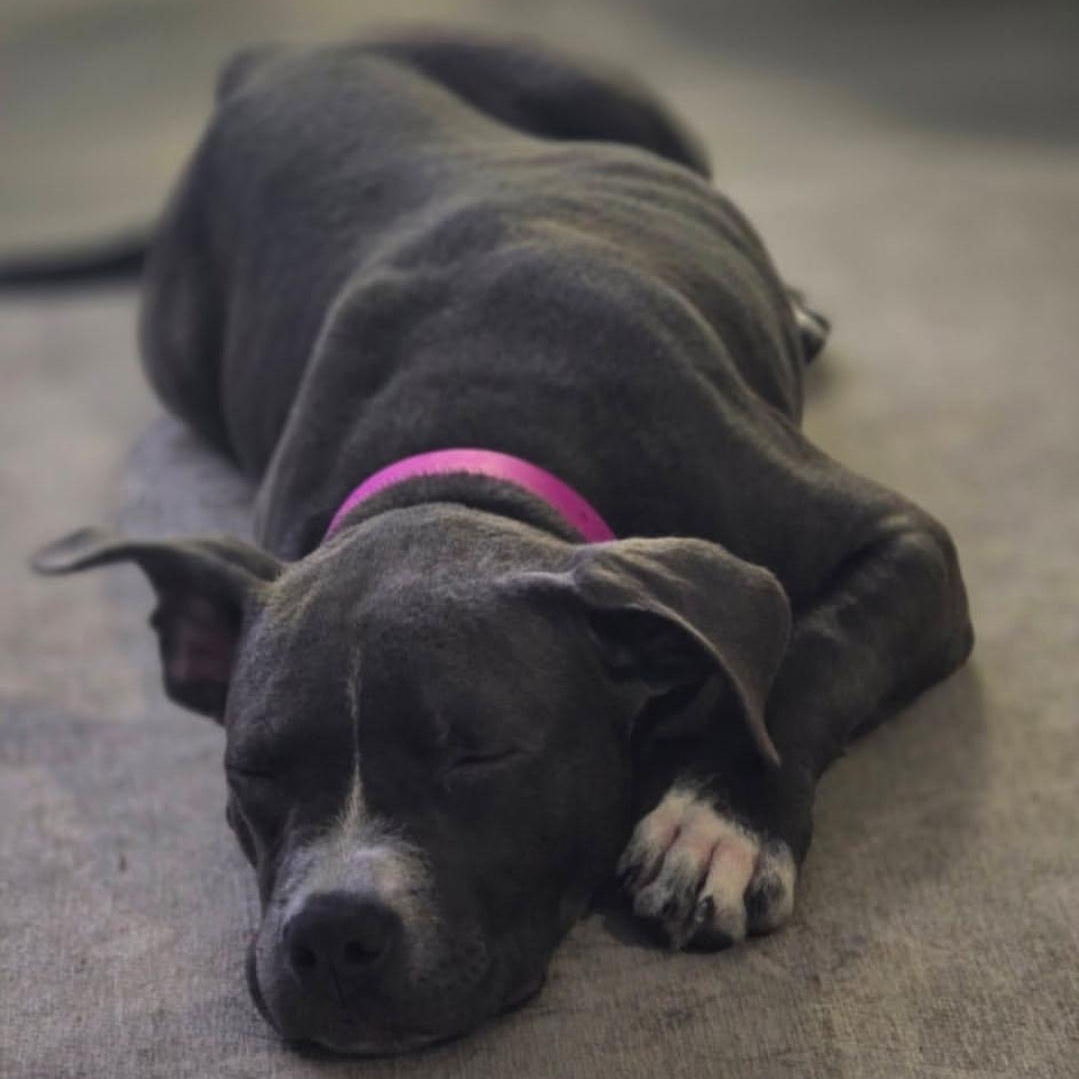 Enlarge CORA, an adopted American Bully in Hamilton, NJ image 5/6