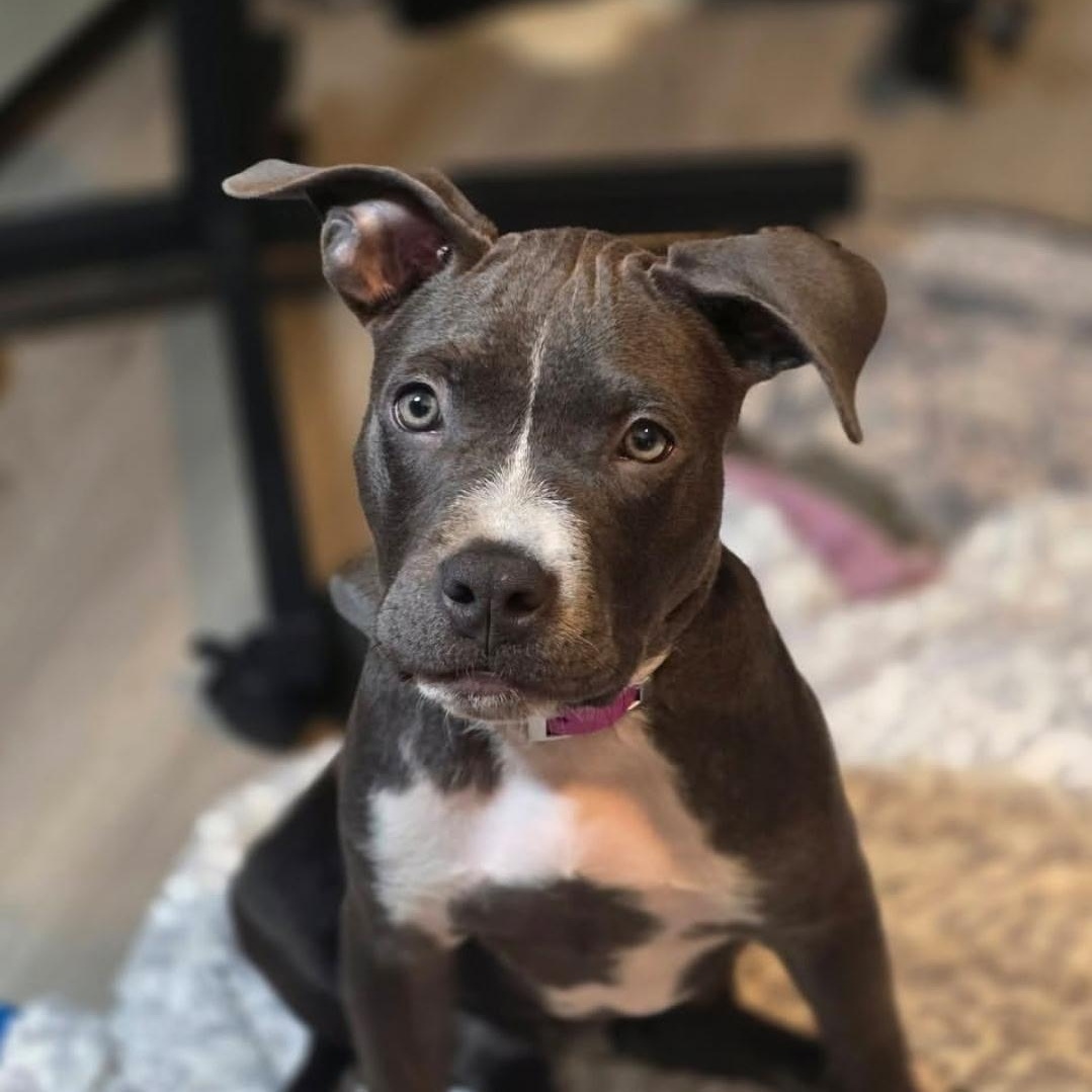 CORA, adopted, Puppy Female American Bully.