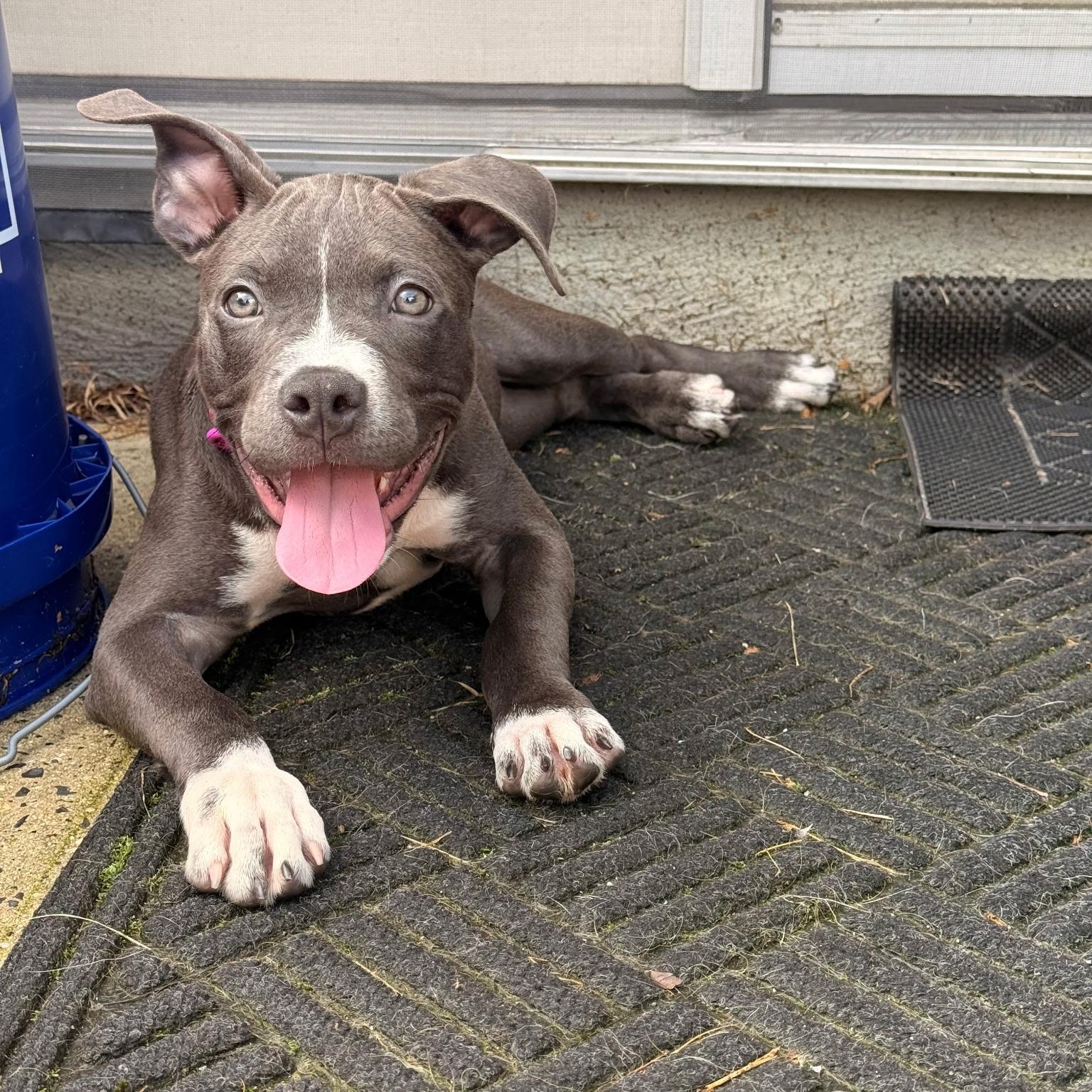 Enlarge CORA, an adopted American Bully in Hamilton, NJ image 6/6