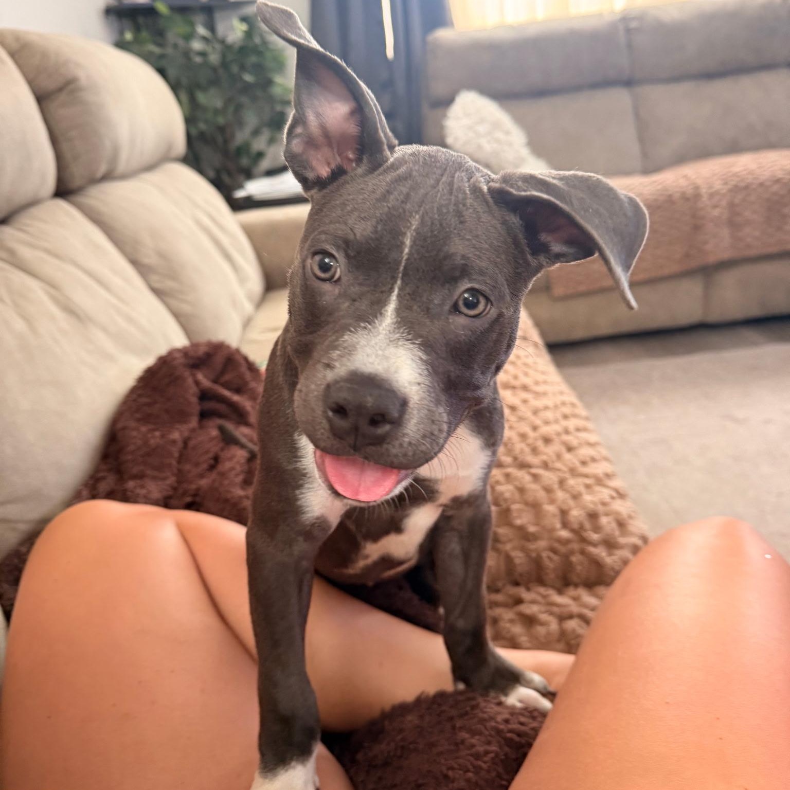 Enlarge CORA, an adopted American Bully in Hamilton, NJ image 2/6