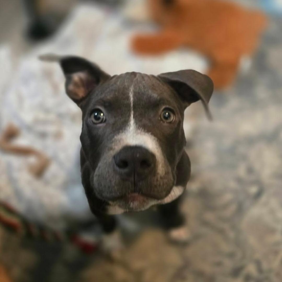 Enlarge CORA, an adopted American Bully in Hamilton, NJ image 3/6