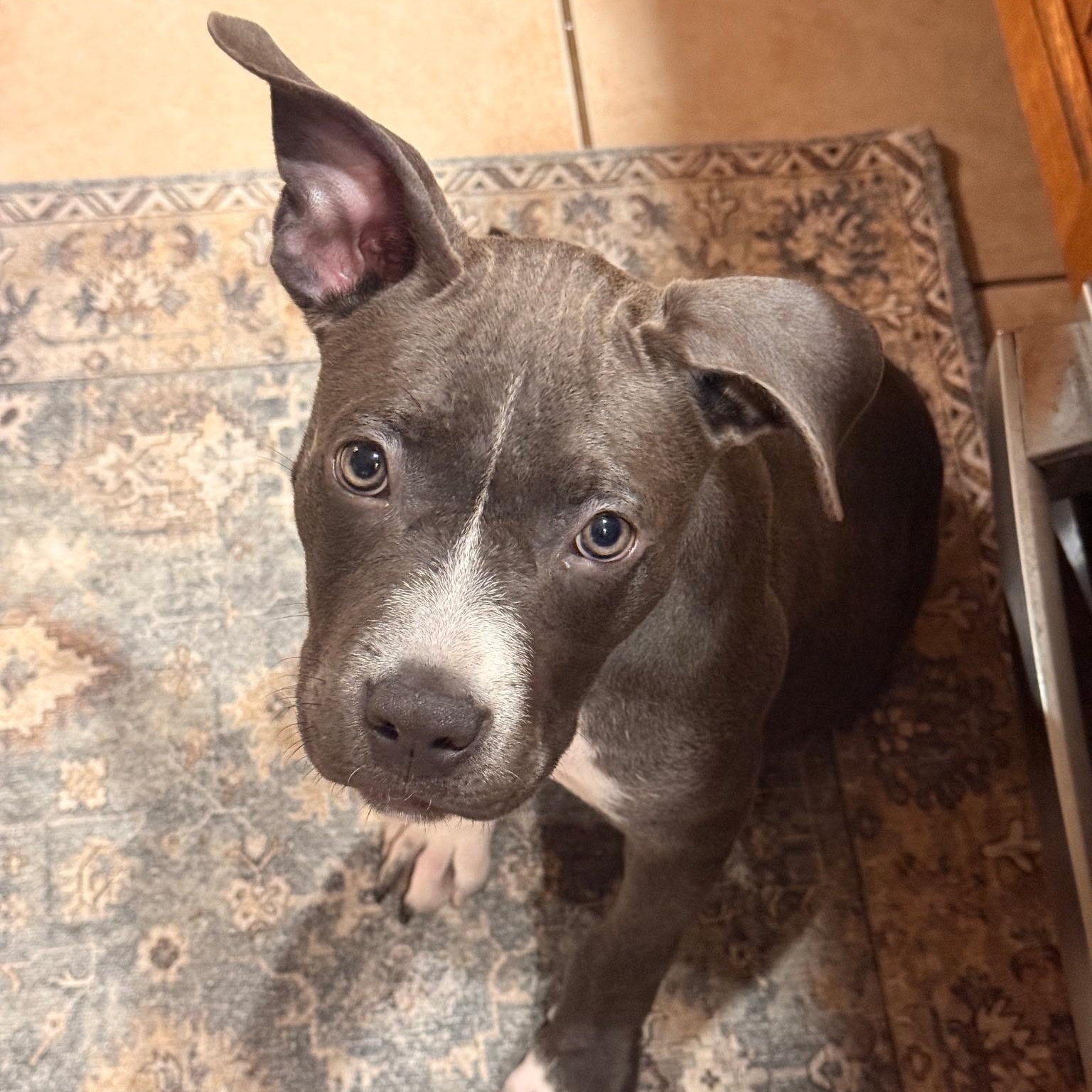Enlarge CORA, an adopted American Bully in Hamilton, NJ image 4/6