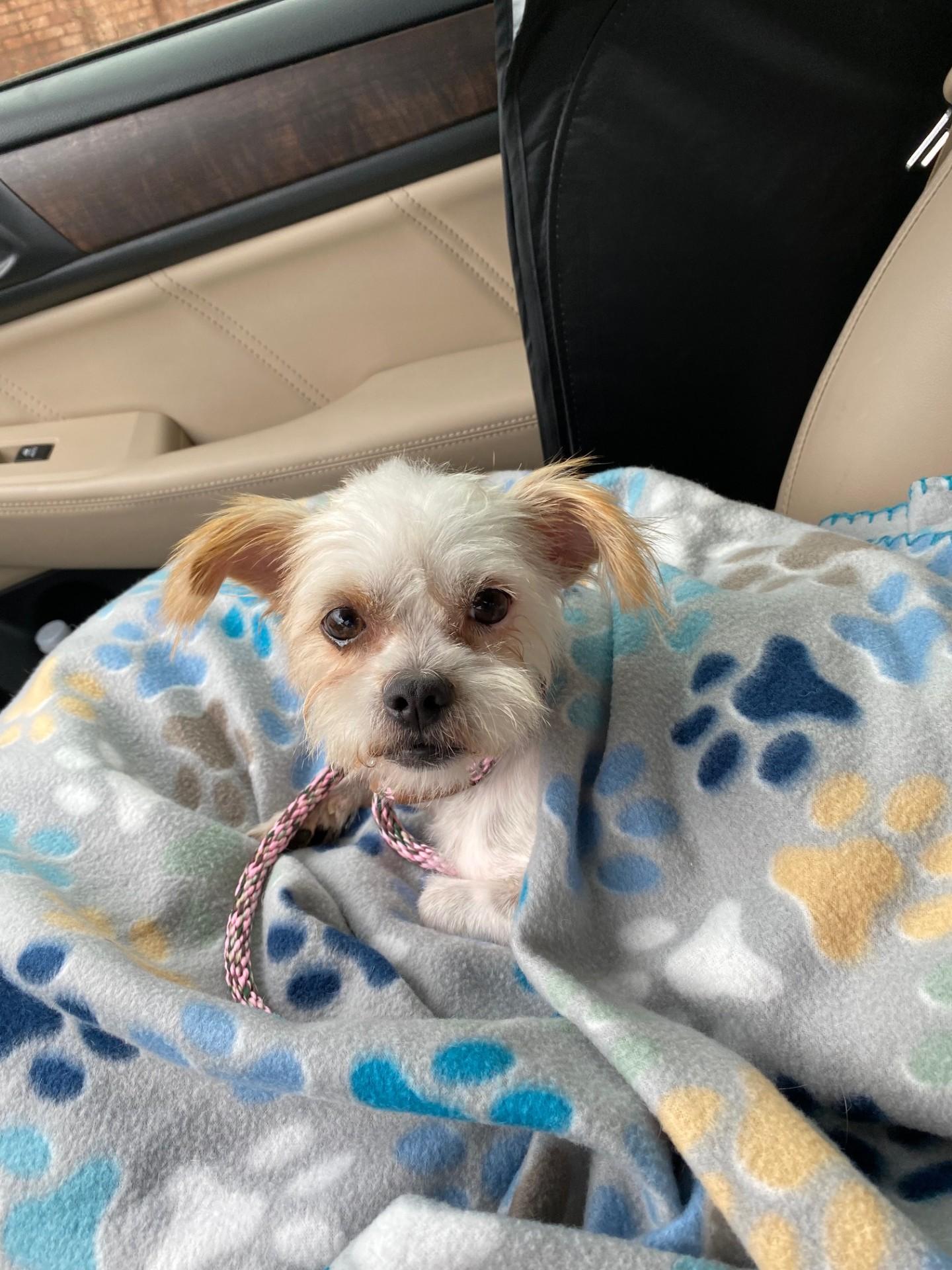 Enlarge Lulu - COMING SOON! , a Adoptable mixed breed in Voorheesville, NY image 4/5