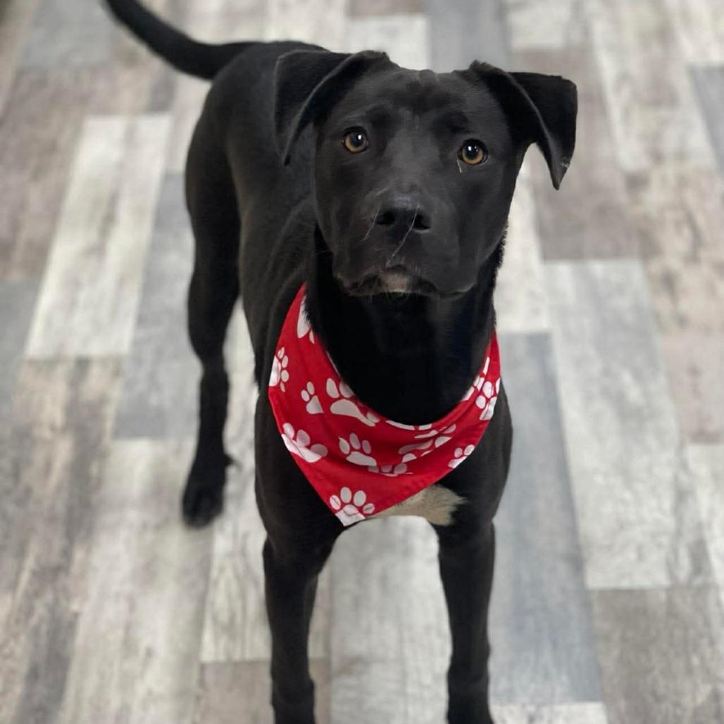 Enlarge Cain, a Adoptable Mixed Breed in Lufkin, TX image 1/3