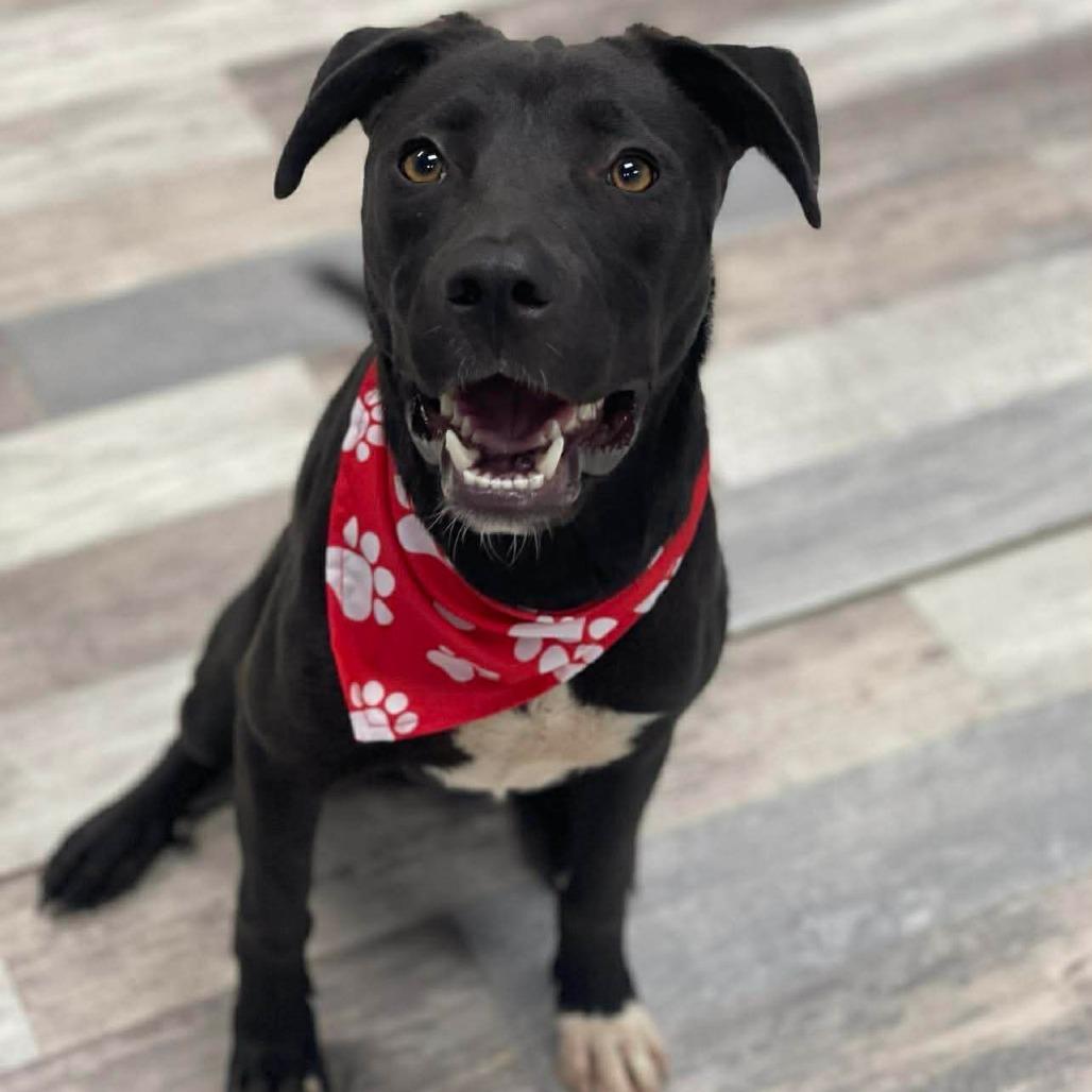 Enlarge Cain, a Adoptable Mixed Breed in Lufkin, TX image 2/3