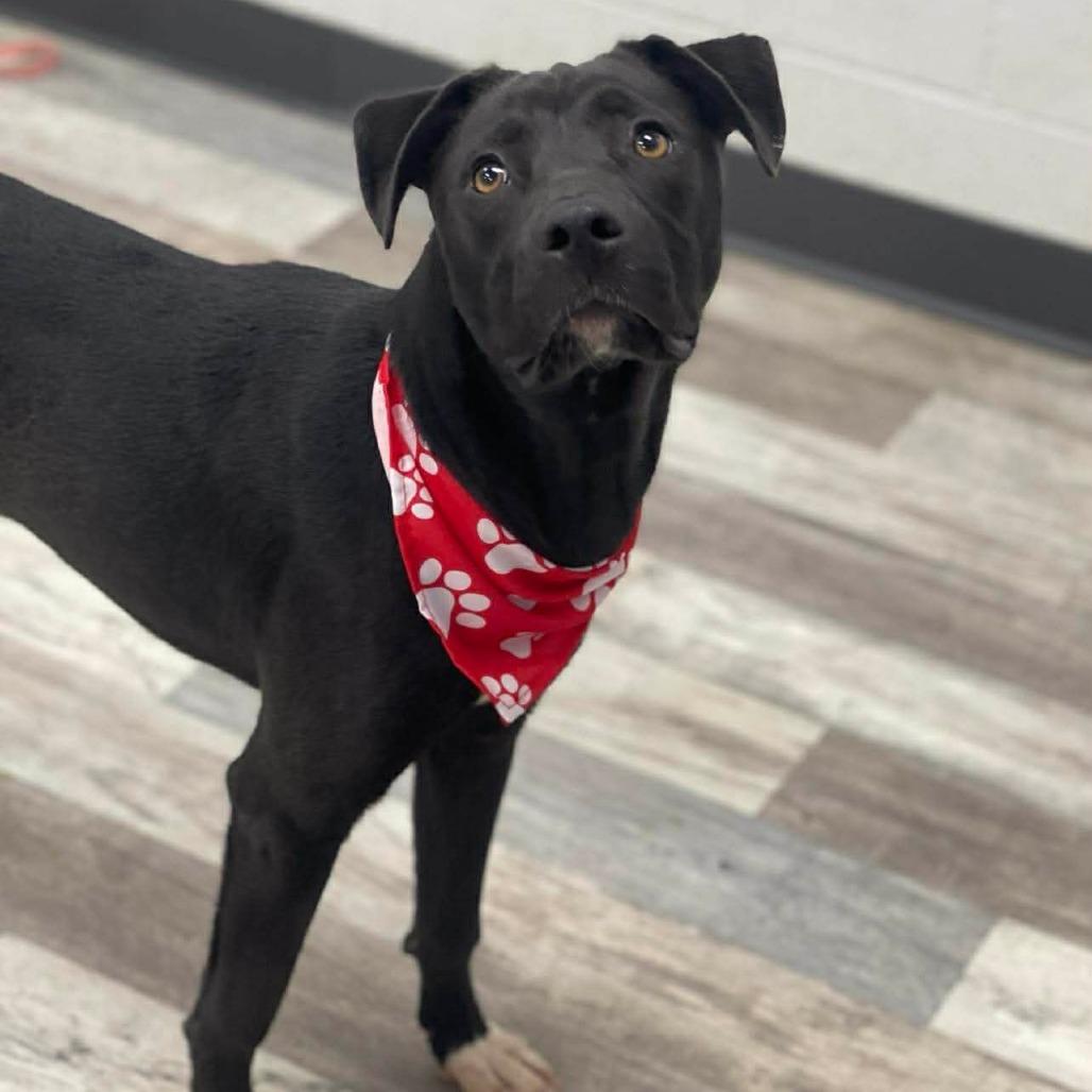 Enlarge Cain, a Adoptable Mixed Breed in Lufkin, TX image 3/3