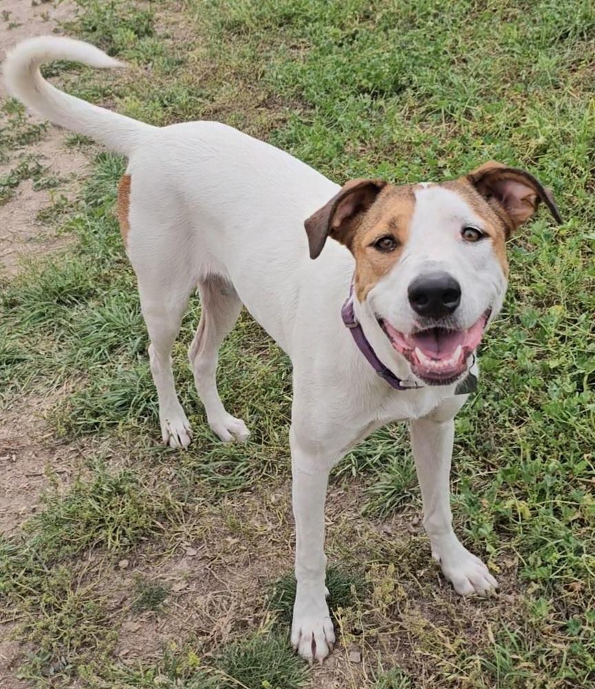 Bailey SC, Adoptable, Young Female Labrador Retriever.