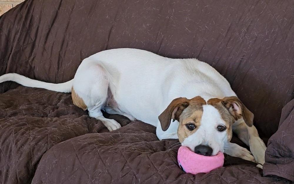 Enlarge Bailey SC, a Adoptable mixed breed in San Angelo, TX image 1/3