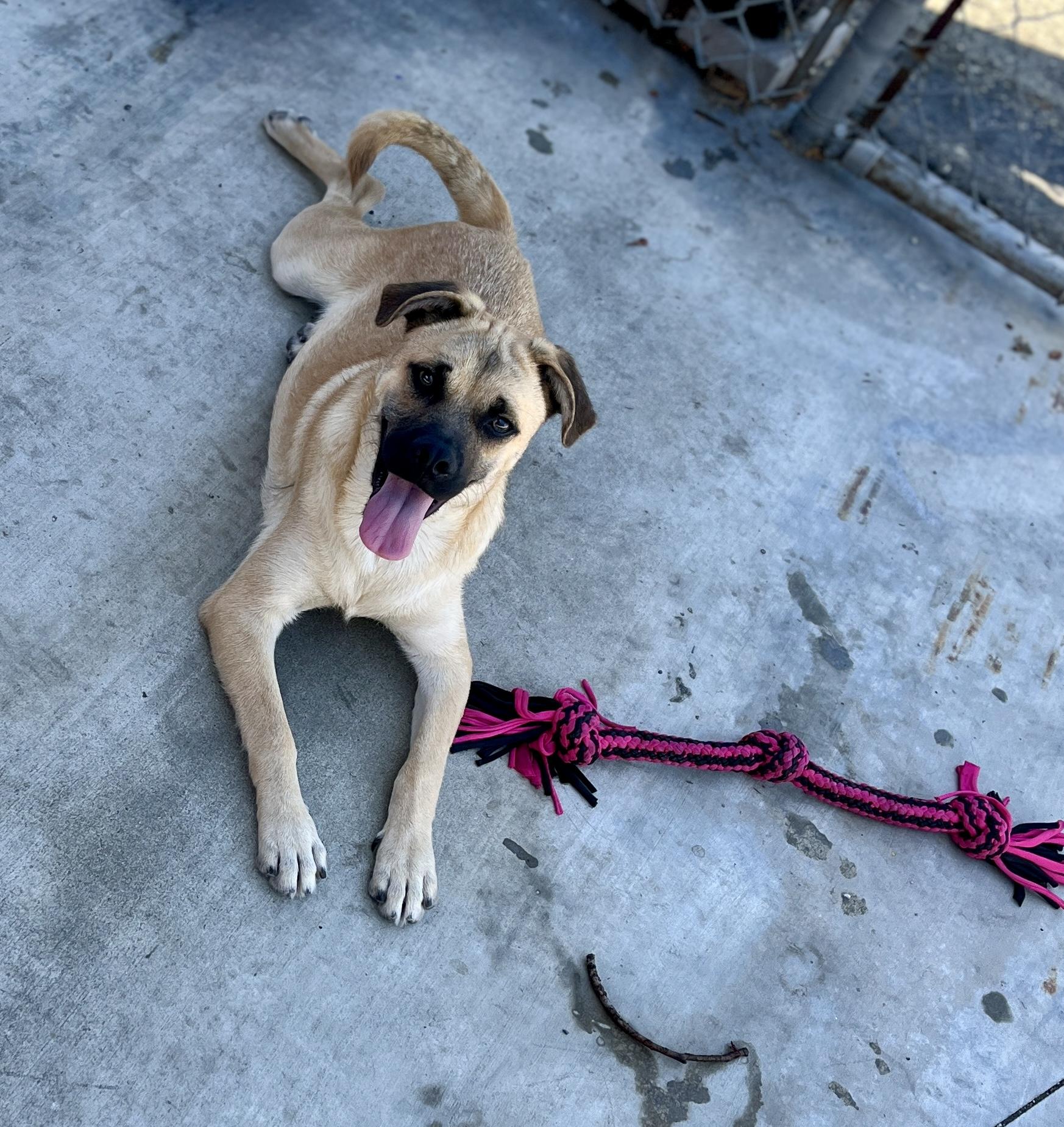 Bob, a Adoptable mixed breed in El Segundo, CA image 1/4