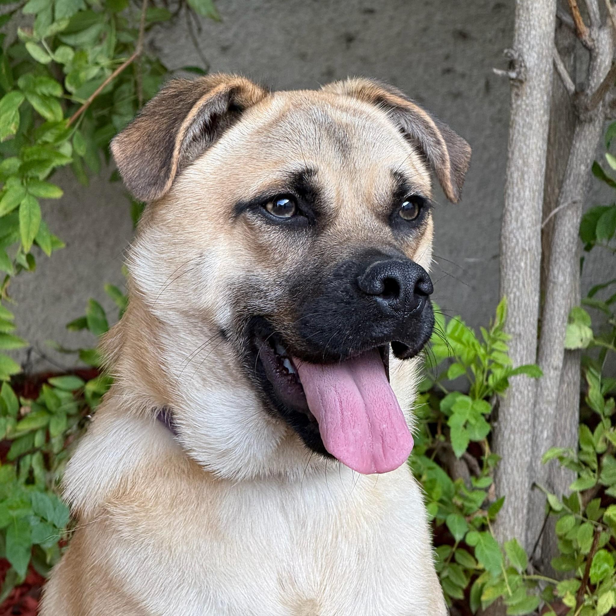Bob, Adoptable, Young Male Puggle & Pug.