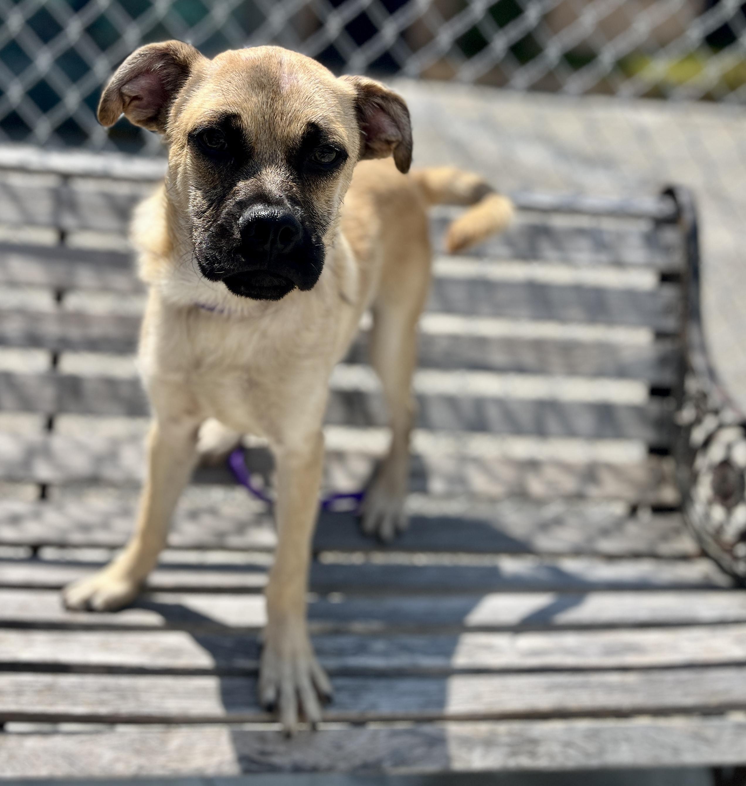 Bob, a Adoptable mixed breed in El Segundo, CA image 2/4