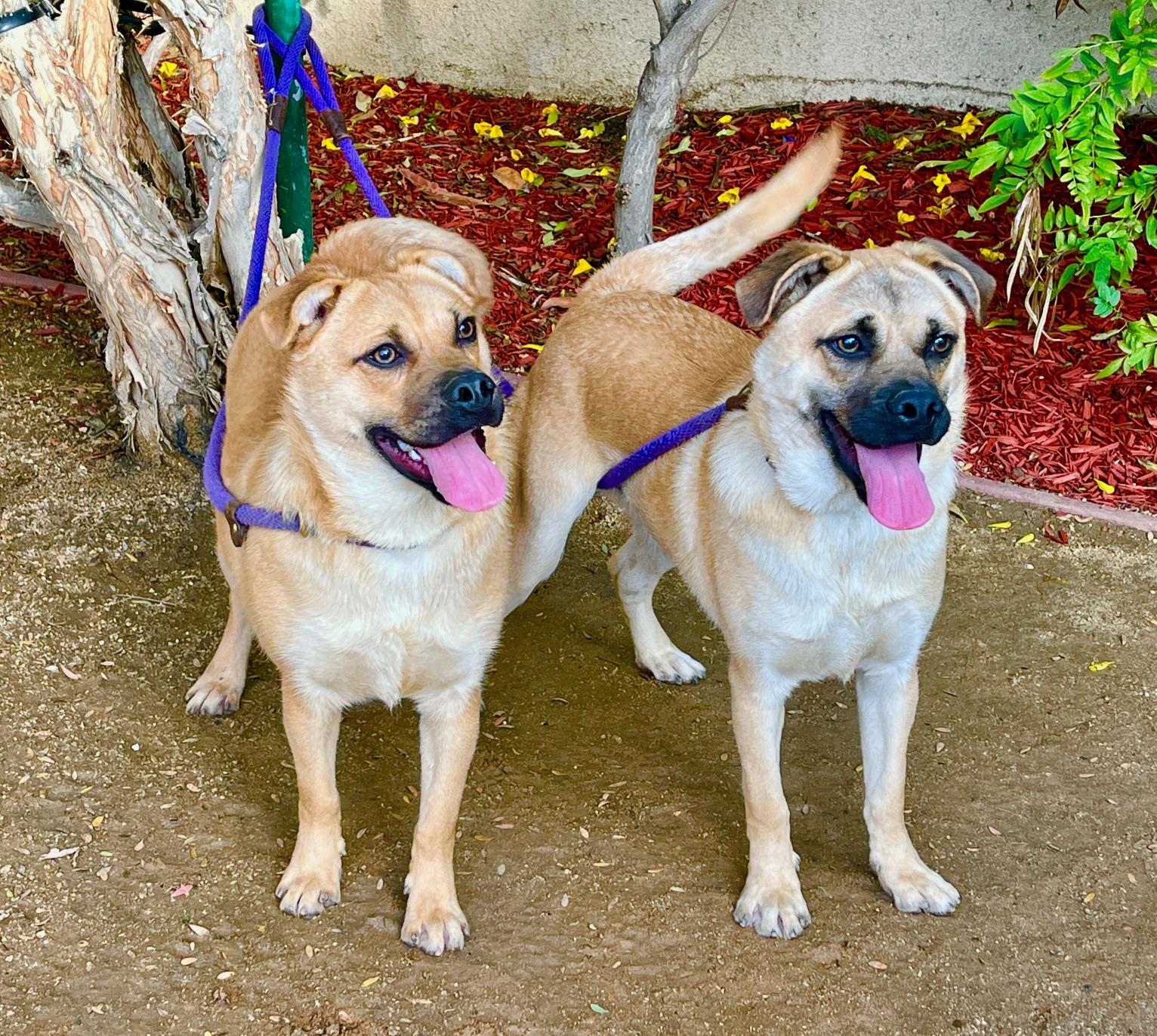 Enlarge Bob, a Adoptable mixed breed in El Segundo, CA image 2/5