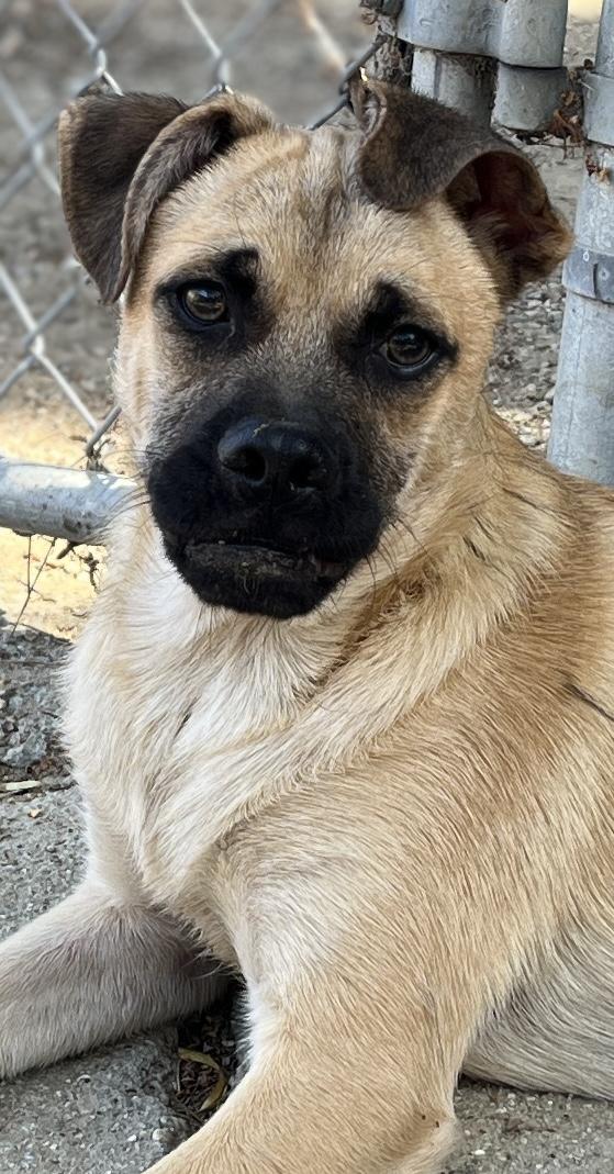 Bob, a Adoptable mixed breed in El Segundo, CA image 3/4
