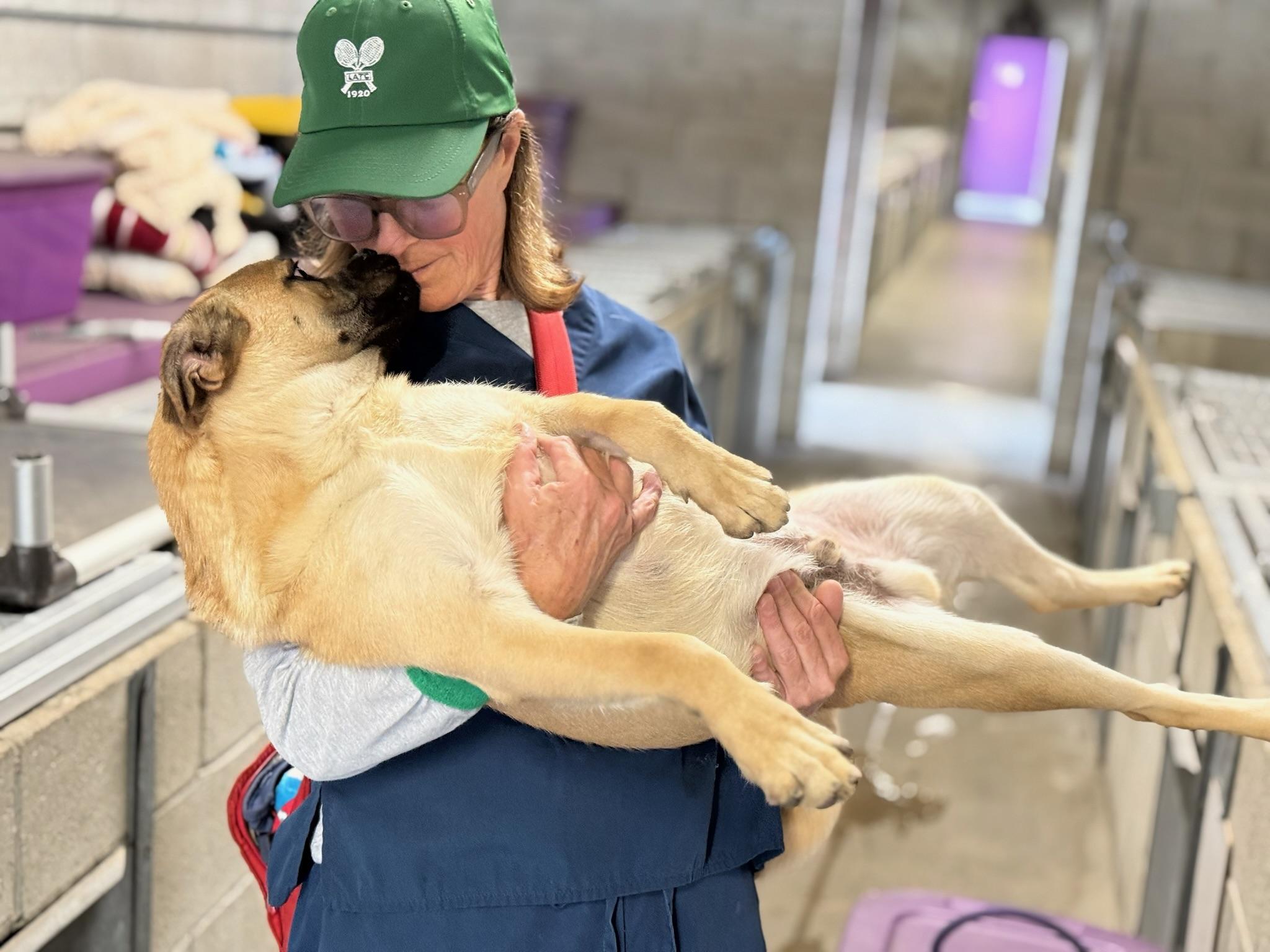 Enlarge Bob, a Adoptable mixed breed in El Segundo, CA image 3/5