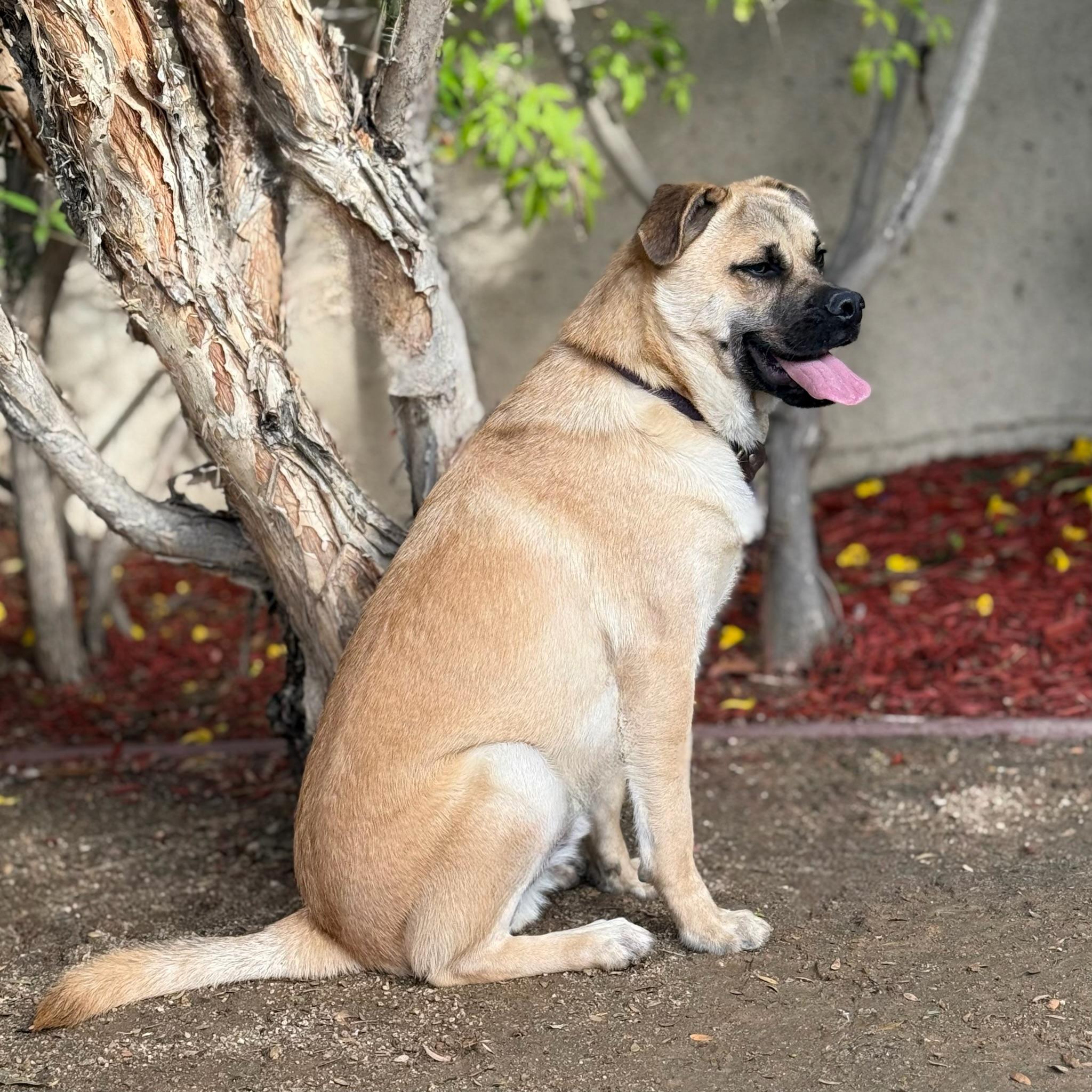 Enlarge Bob, a Adoptable mixed breed in El Segundo, CA image 4/5