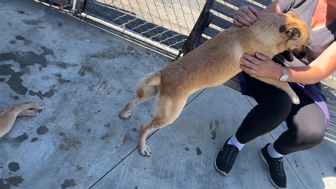 Enlarge Bob, a Adoptable mixed breed in El Segundo, CA video 5/5