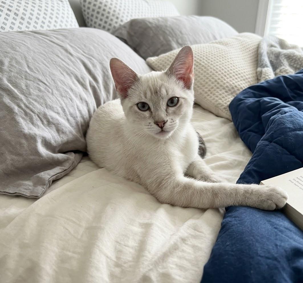 Appa, Adoptable, Kitten Male Siamese & Tabby.