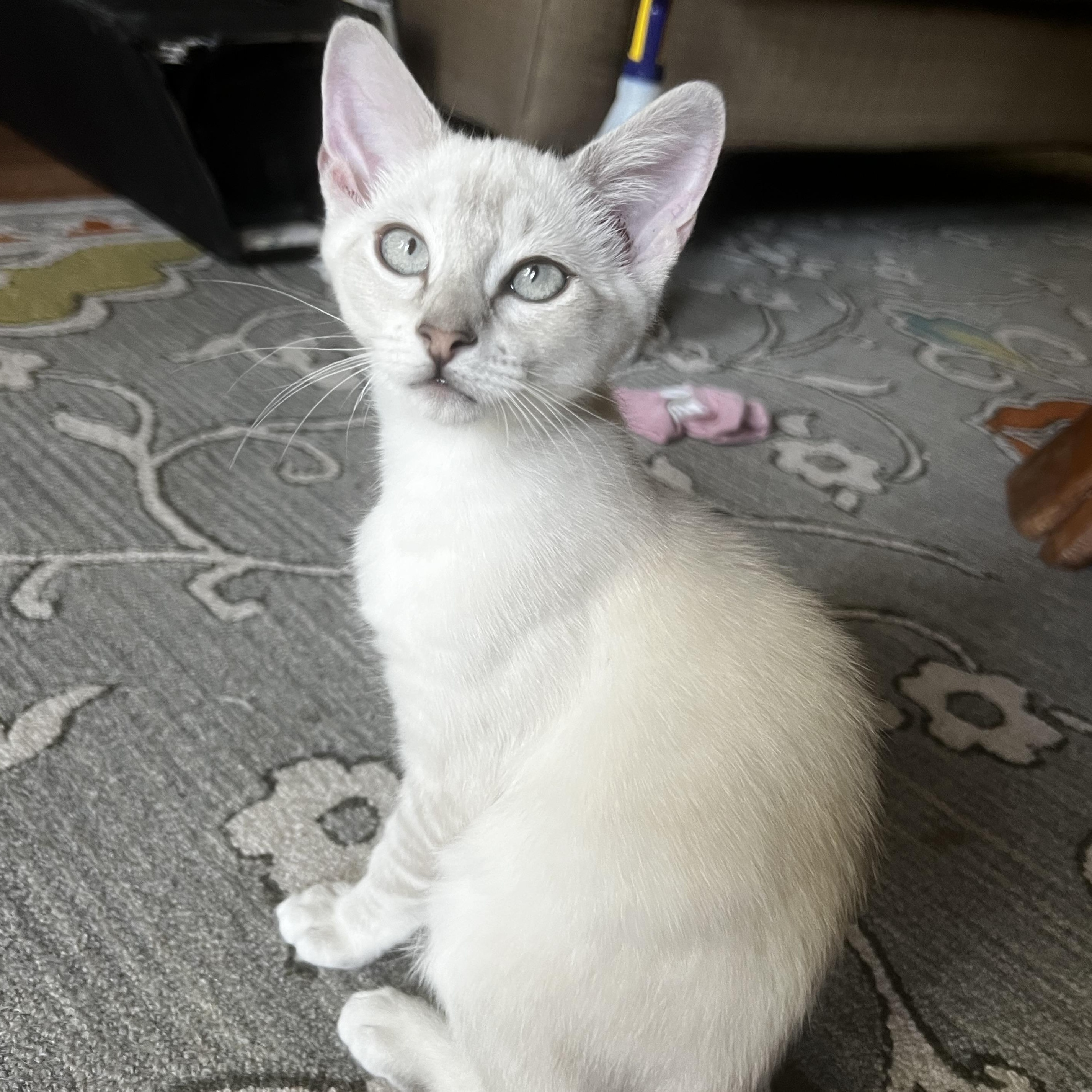 Enlarge Appa, a Adoptable mixed breed in Anderson, SC image 3/3