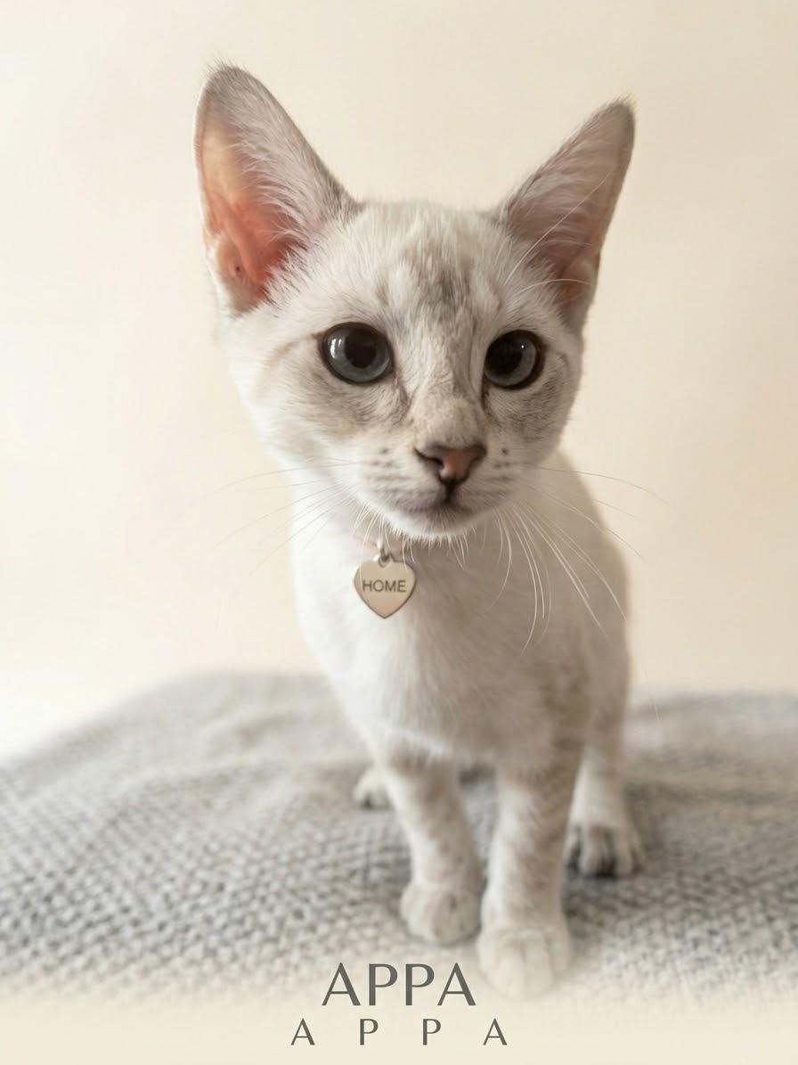 Enlarge Appa, a Adoptable mixed breed in Anderson, SC image 2/3
