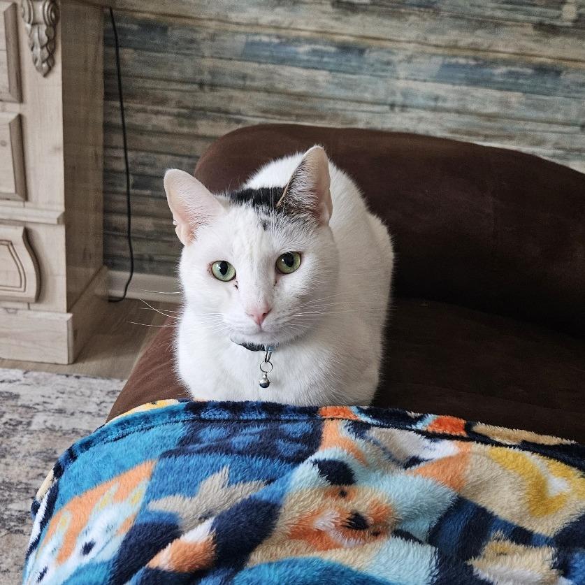 Ritz-Foster, Adoptable, Adult Male Domestic Short Hair.