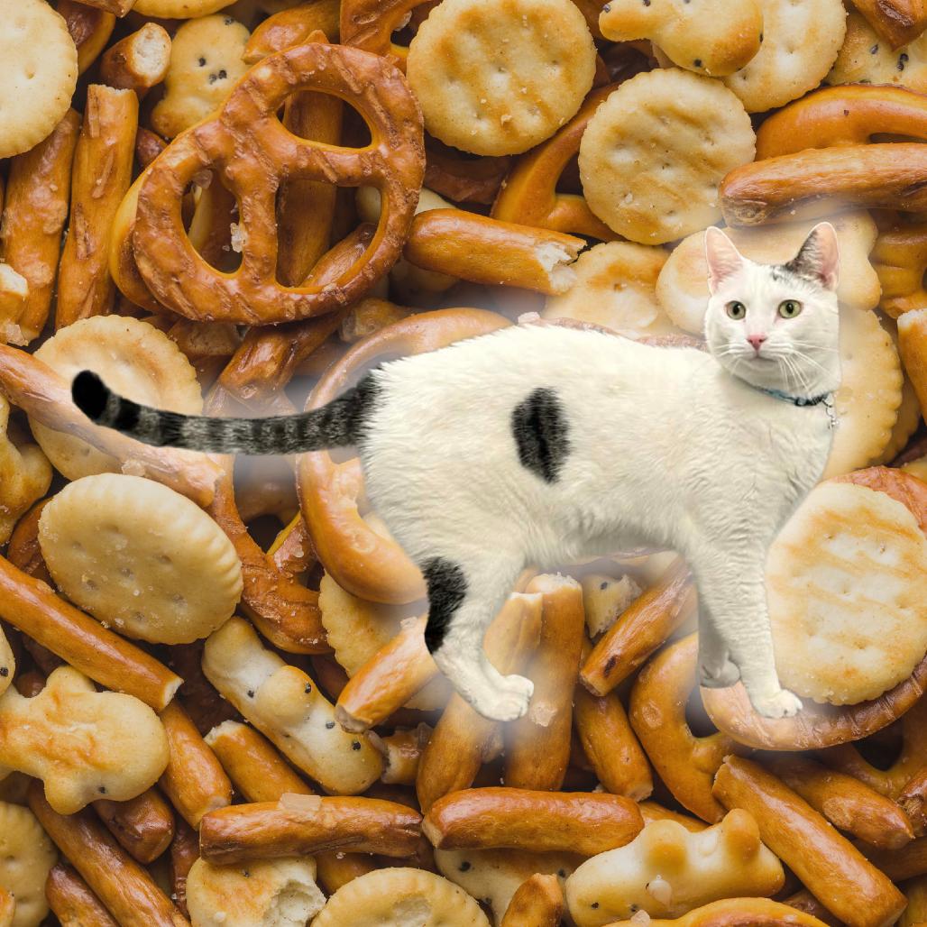 Ritz-Foster, Adoptable, Adult Male Domestic Short Hair.