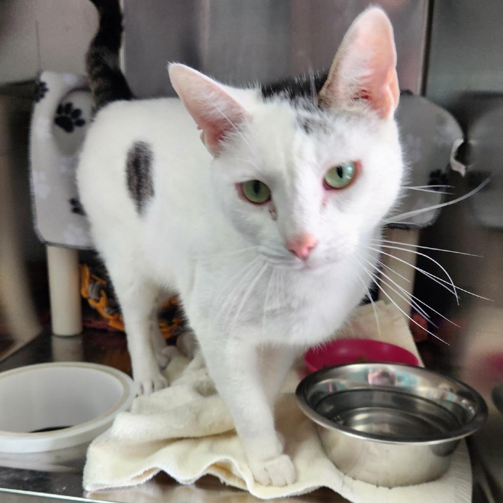 Enlarge Ritz-Foster, a Adoptable Domestic Short Hair in Grand Rapids, MI image 2/5