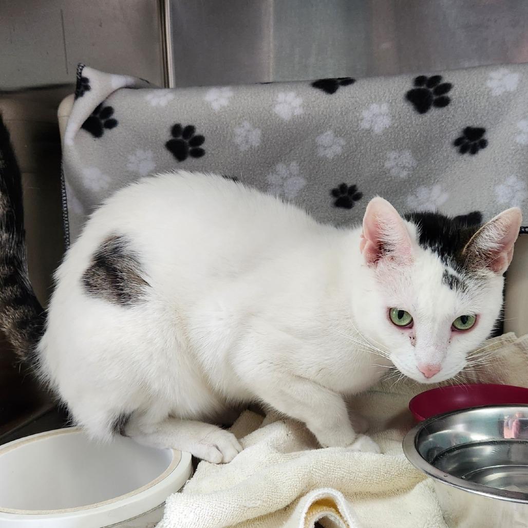 Enlarge Ritz-Foster, a Adoptable Domestic Short Hair in Grand Rapids, MI image 3/5