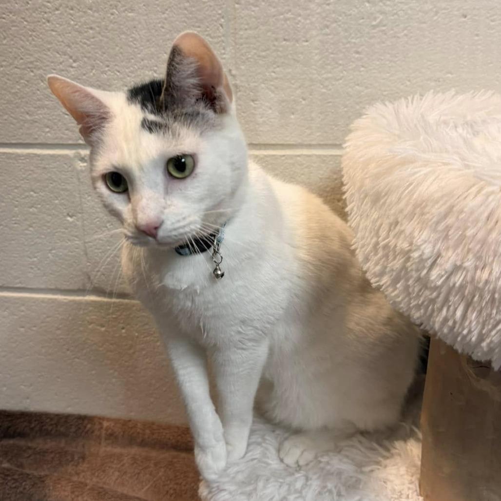 Enlarge Ritz-Foster, a Adoptable Domestic Short Hair in Grand Rapids, MI image 4/5