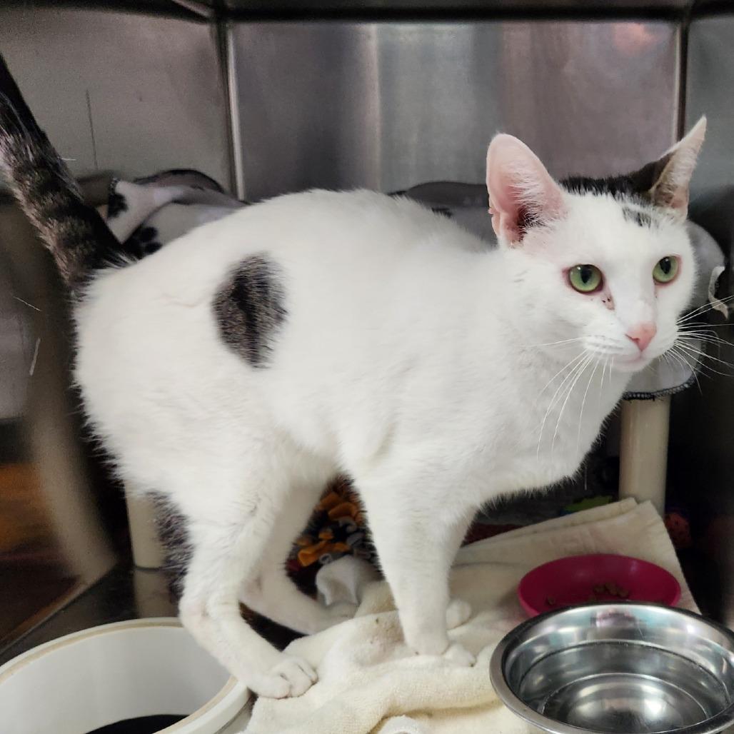 Enlarge Ritz-Foster, a Adoptable Domestic Short Hair in Grand Rapids, MI image 5/5