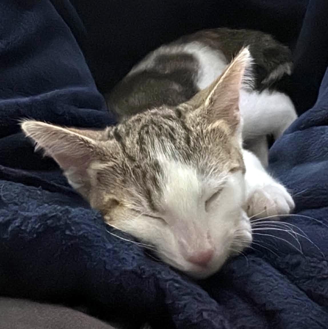 Dilly Dally Dil, an adopted Domestic Short Hair in Pittsburgh, PA image 4/6