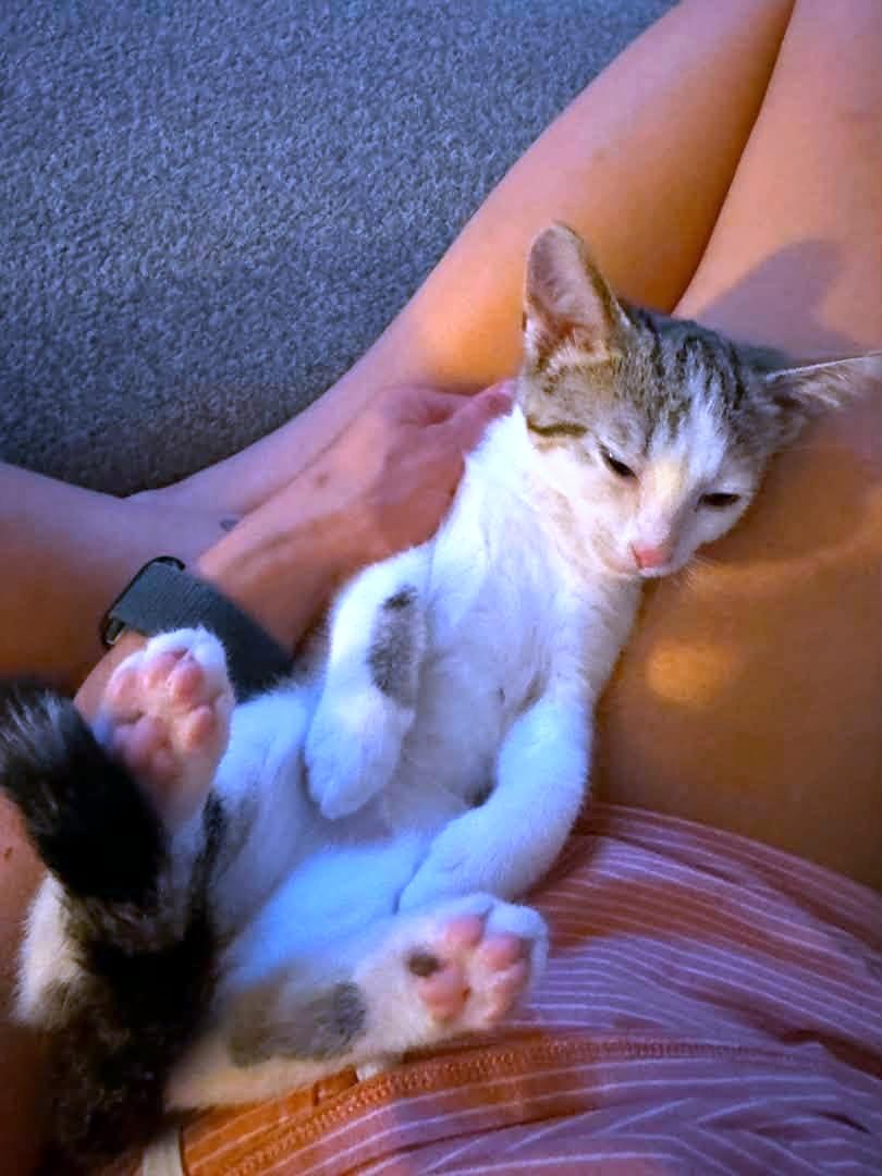 Dilly Dally Dil, an adopted Domestic Short Hair in Pittsburgh, PA image 5/6