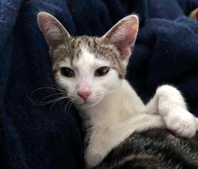 Dilly Dally Dil, adopted, Kitten Male Domestic Short Hair.