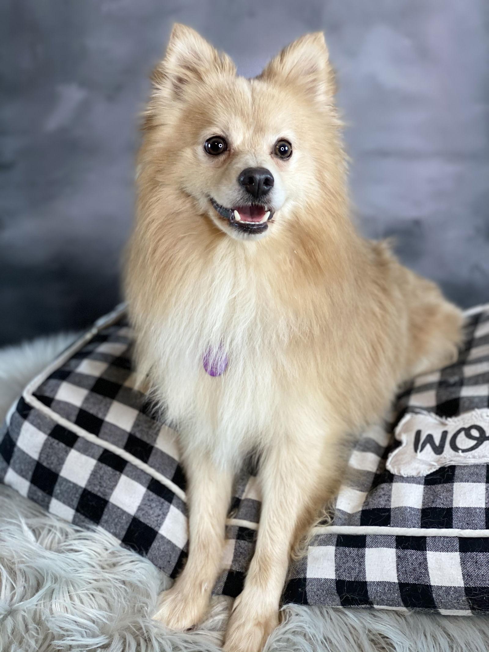 Enlarge Noodles, a Adoptable Pomeranian in Garland, TX image 1/3